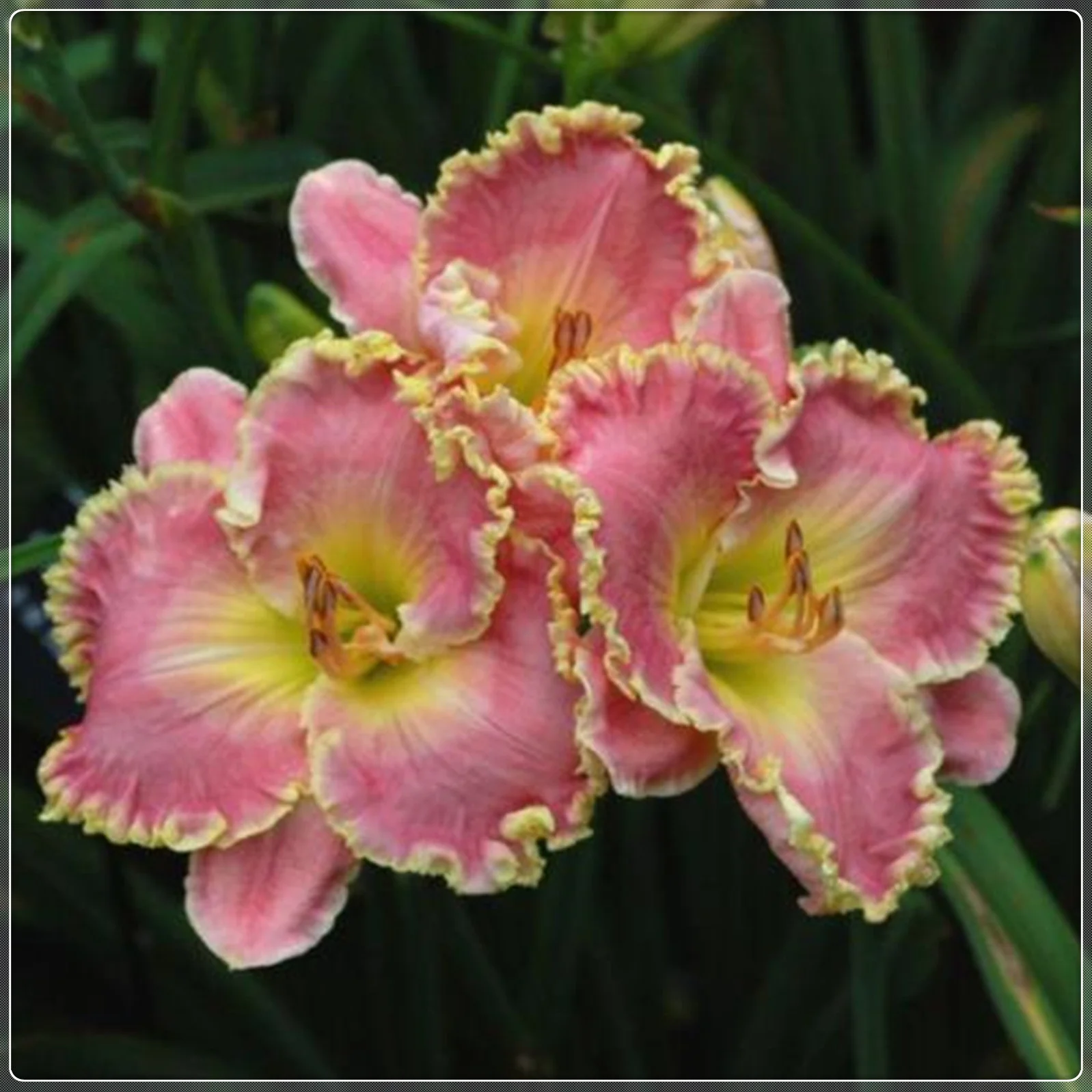 Daylily Bulbs,  Daylilies ,Wild Daylilies,Daylily Plant, Daylily, Daylily Bulbs Reblooming,Flower Pots,Daylily Bulbs For Sale