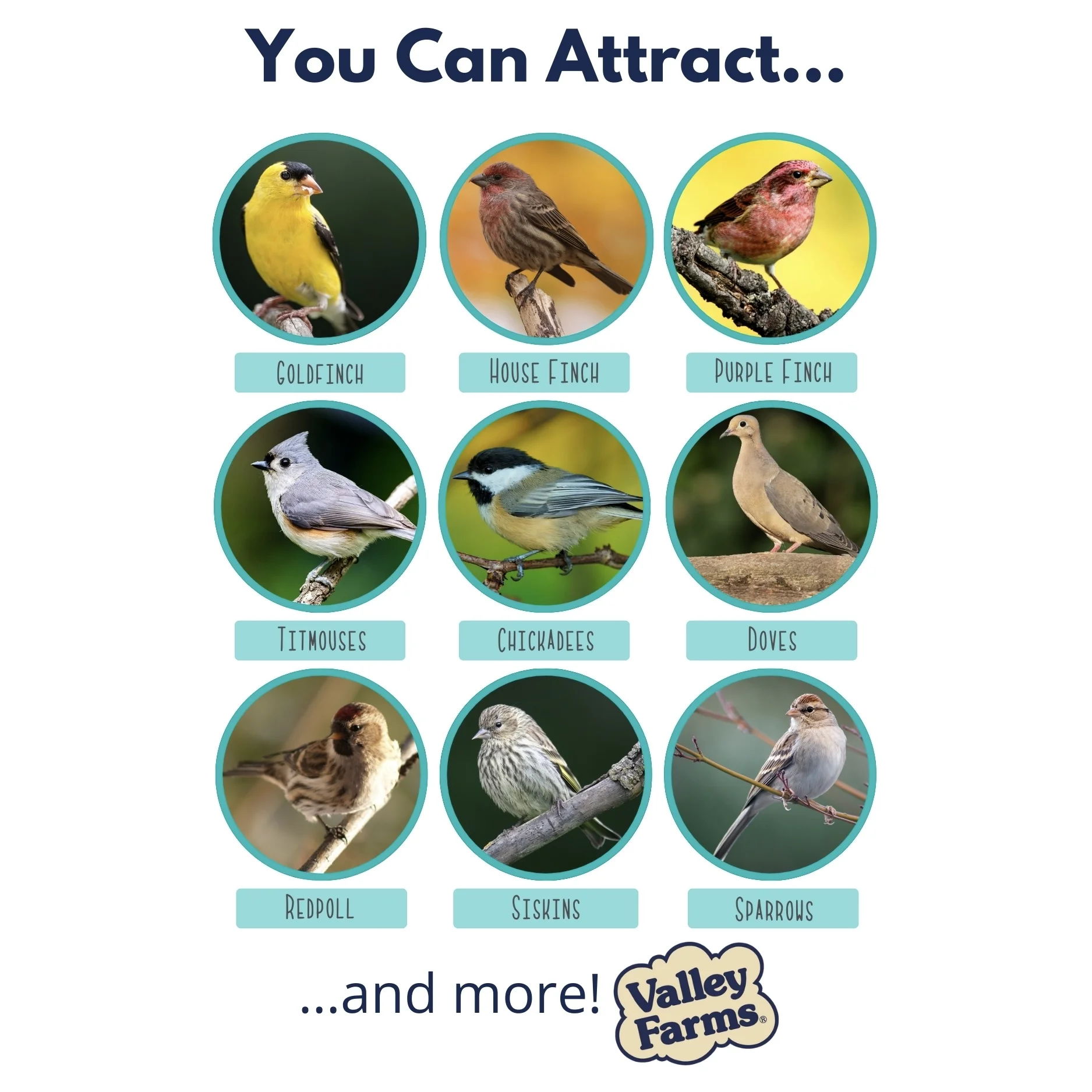 Valley Farms Wild Finch Mix Wild Bird Food (4LBS)