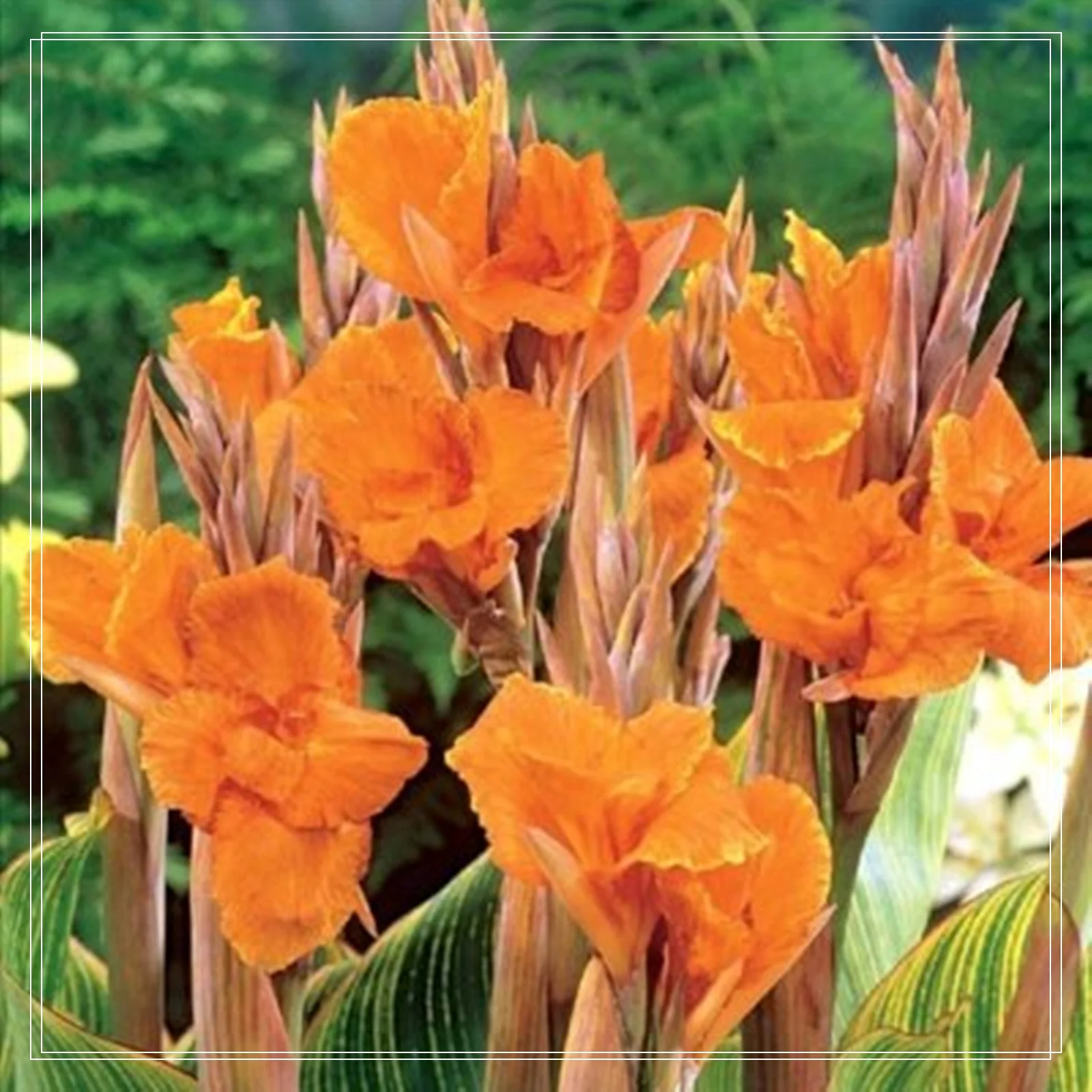 Canna Bulbs, Canna Bulbs Giant,Dense Leaf Nodes Large, Large Beautiful Flowers With High Ornamental Value.Canna Lily Bulbs,Potted PlantCanna Lily Bulbs Giant,Canna Lily Roots, Park Street Greening.