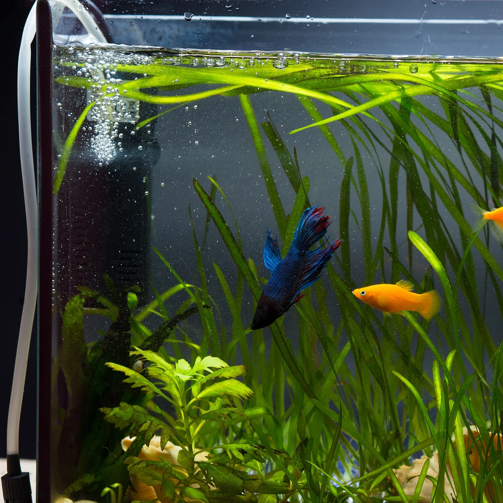 Uxcell 1pack Drip Irrigation Barbed Valve 96mmx55m Switch Valve Aquarium