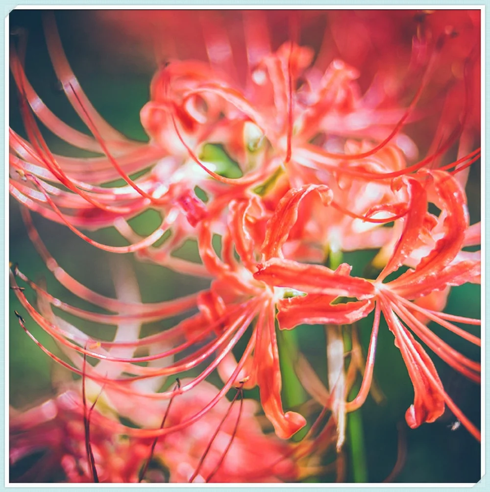Lycoris Bulbs, Lycoris Radiata Bulbs,Cold Resistant, Beauty Enhanced By Multiple Bulbs. Lycoris Bulbs , Large Flowers, Hardy Plants, Fresh Bulbs,Long Flowering Period, Spider Lily Bulbs