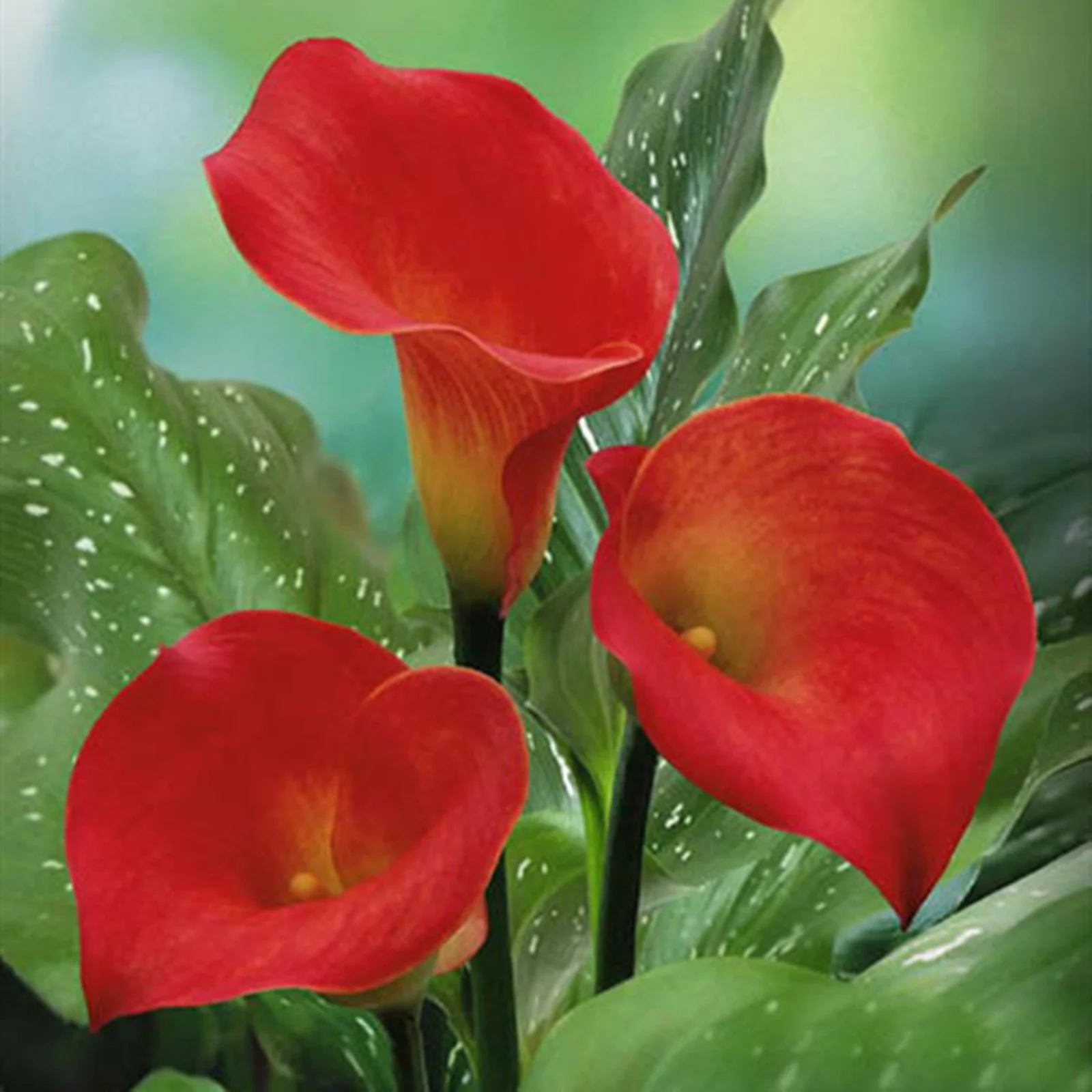 Calla Lily Bulbs for Planting  - Mixed Color - Healthy Bulbs for Growing Garden Bulb Calla Lily Flower Bulbs