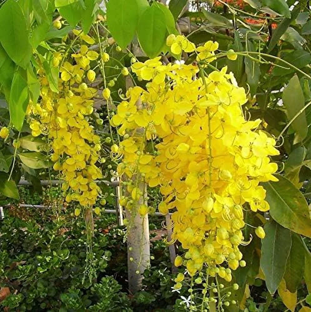 Golden Shower Tree Gold Rush Yellow Cassia Fistula Flower jocad (15 Seeds)