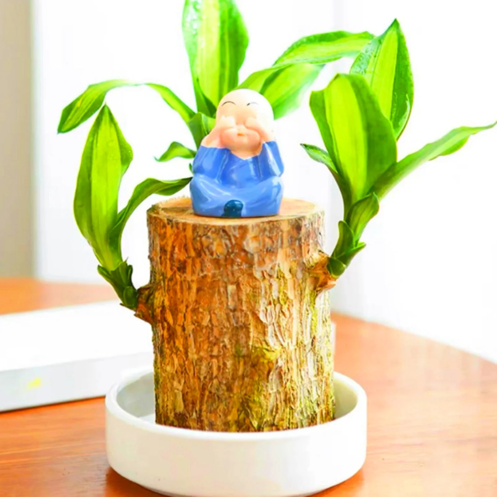 Brazilian Wood,Brazilian Wood Plant ,Brazilian Lucky Wood Plant ,Pot ,Brazilian Wood Plant Live ,Plant ,Perennials,Brazilian Wood For Sale（Includes doll and white tray）