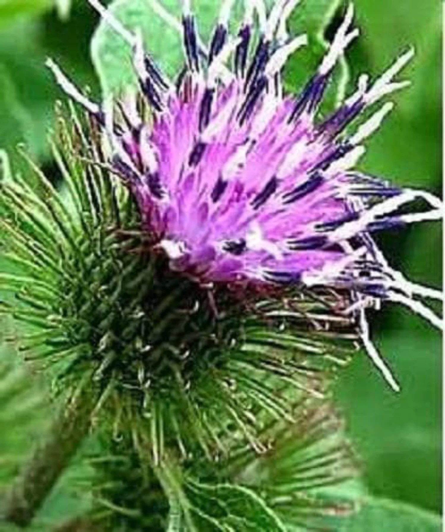 200 Great BURDOCK Arctium Lappa (Edible Burdock / Cockle-Button / Beggar's Buttons) HERB Flower Seeds