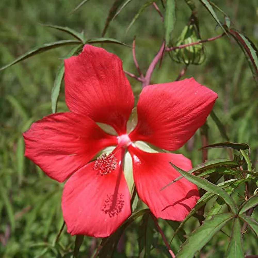 Texas Star Hibiscus Seeds Hibiscus Coccineus Attracts Hummingbirds & Butterflies Hardy Borders of Pond Outdoor Beds 20Pcs Flower Seeds by YEGAOL Garden