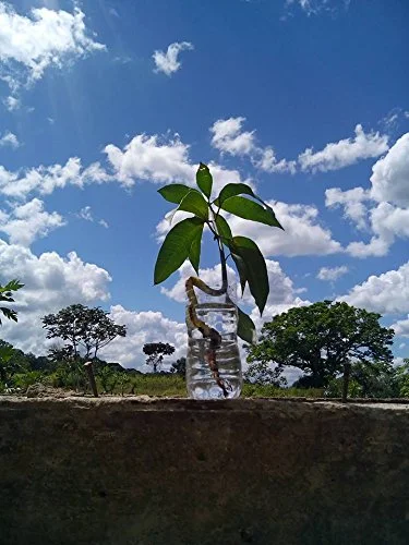 2 Mango Seeds (Southeast Asian fruit) - Sweet fruit 2 Seed/ Pack by Enjoy_Shop