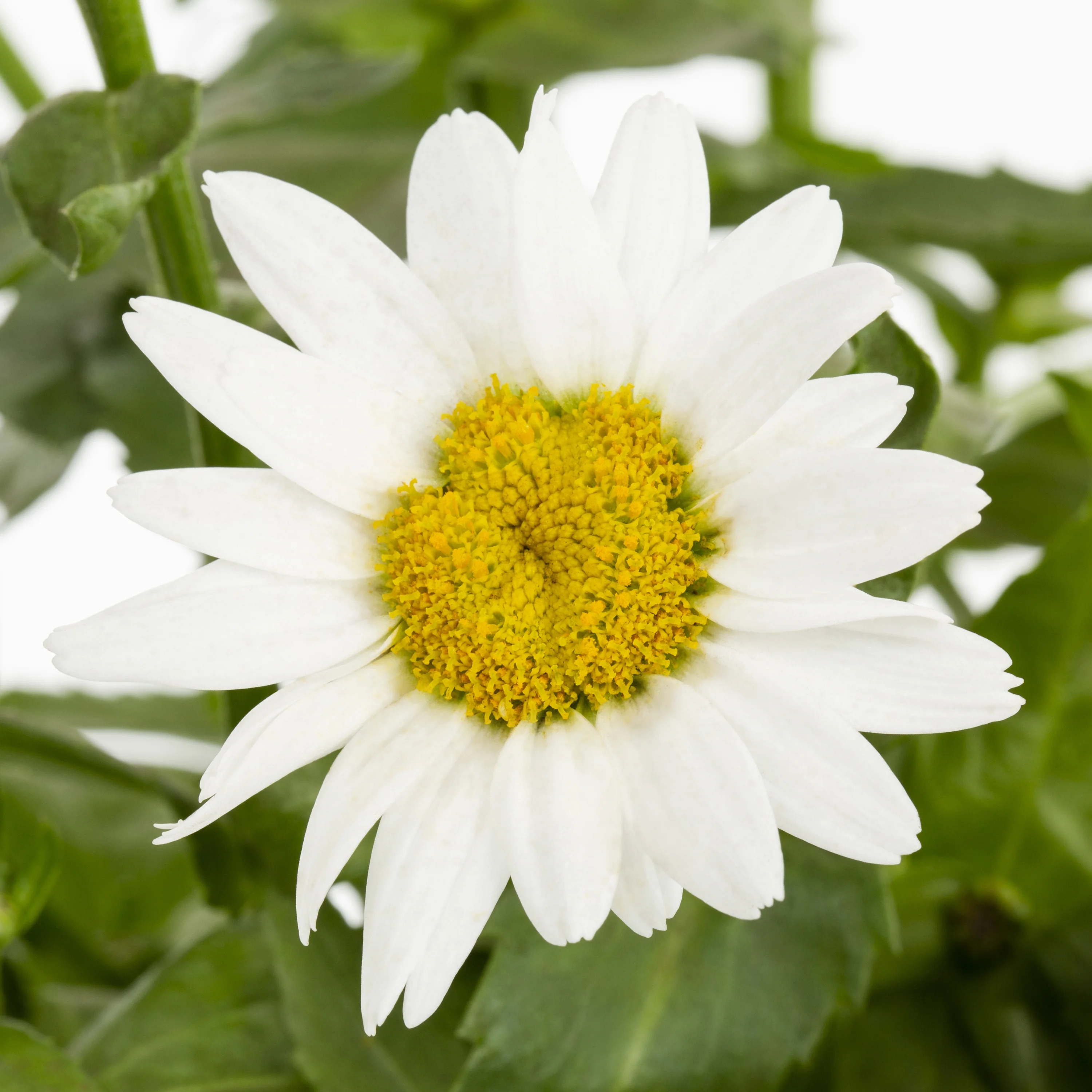 Expert Gardener 2.5QT White Leucanthemum Shasta Daisy Live Perennial Full Sun (3 Pack)