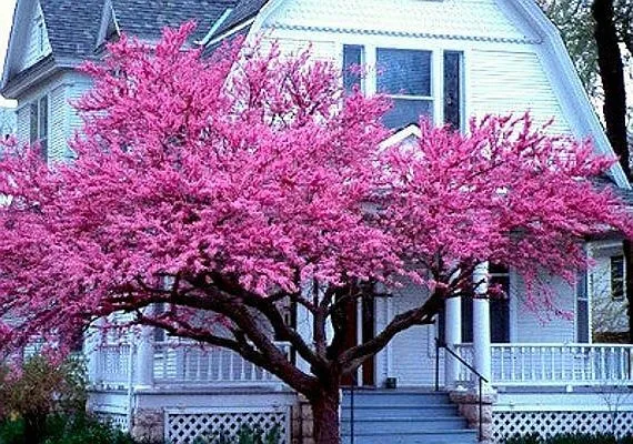 Cercis Canadensis, Eastern Redbud Cold Hardy Flowering Tree 25/50/75 Seeds T81, 50