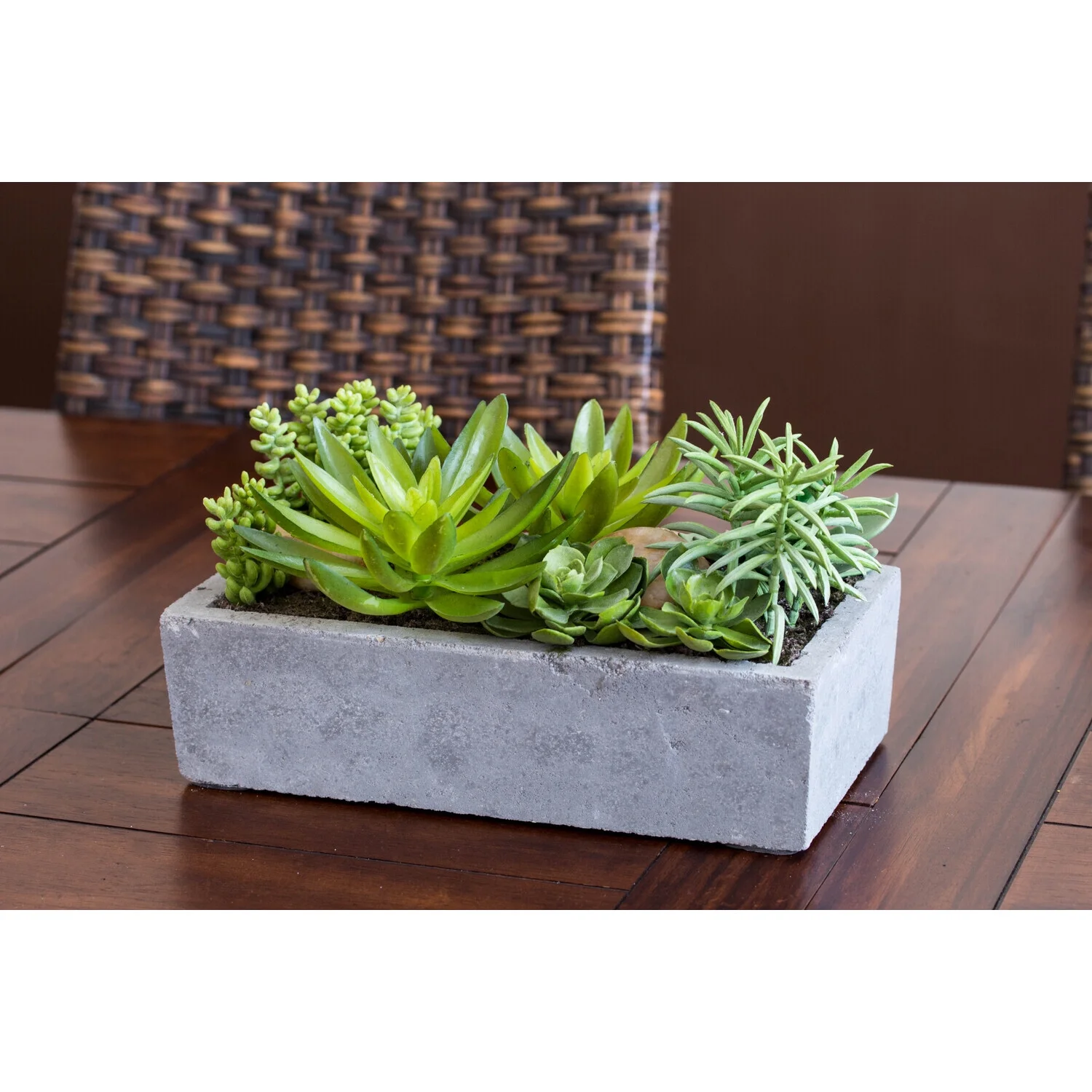 HomeStock Antique Succulent Garden With Concrete Planter