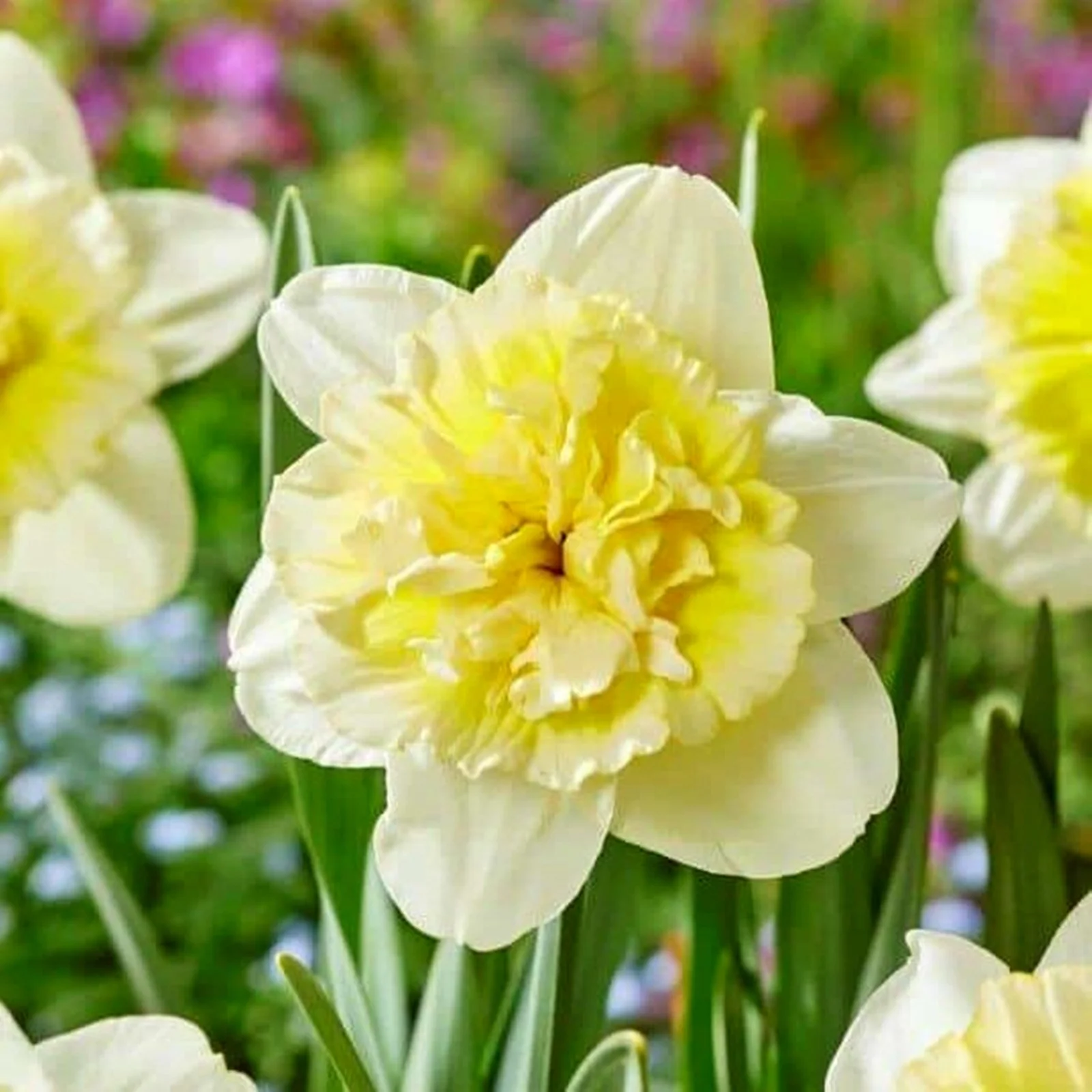 Narcissus Bulbs, Perennials,Seasonal Flowers, Daffodil Bulbs For Planting Outdoors, Beautiful Flowers, Spotless, Perennials,Narcissus Bulbs For Sale