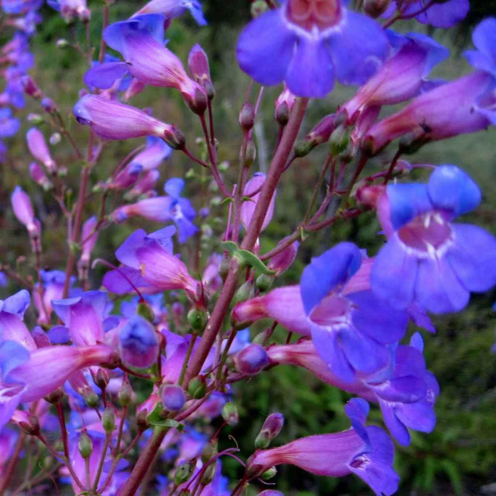 Outsidepride Penstemon Showy - 10000 Seeds