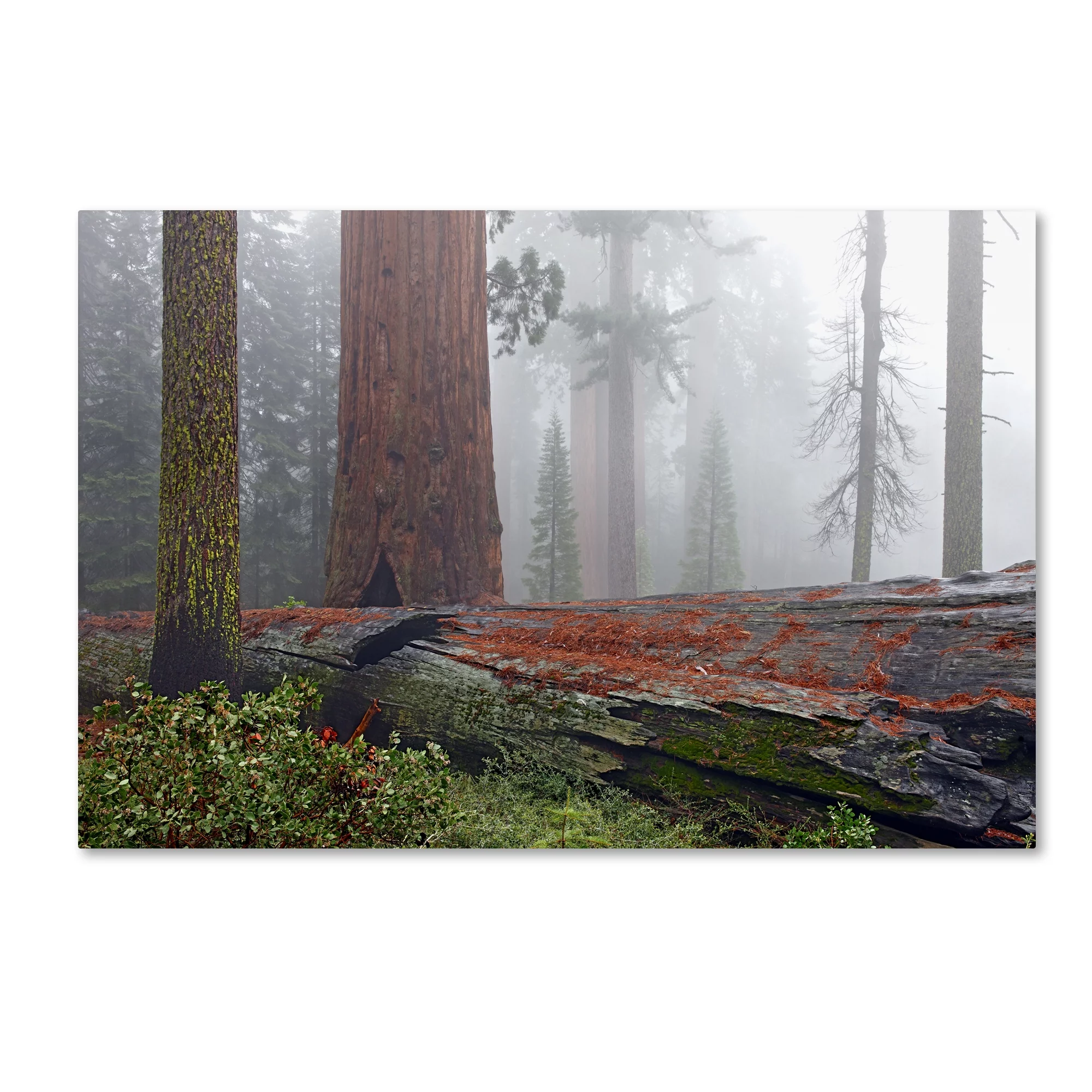Trademark Fine Art 'Sequoia Fallen Giant' Canvas Art by Mike Jones Photo