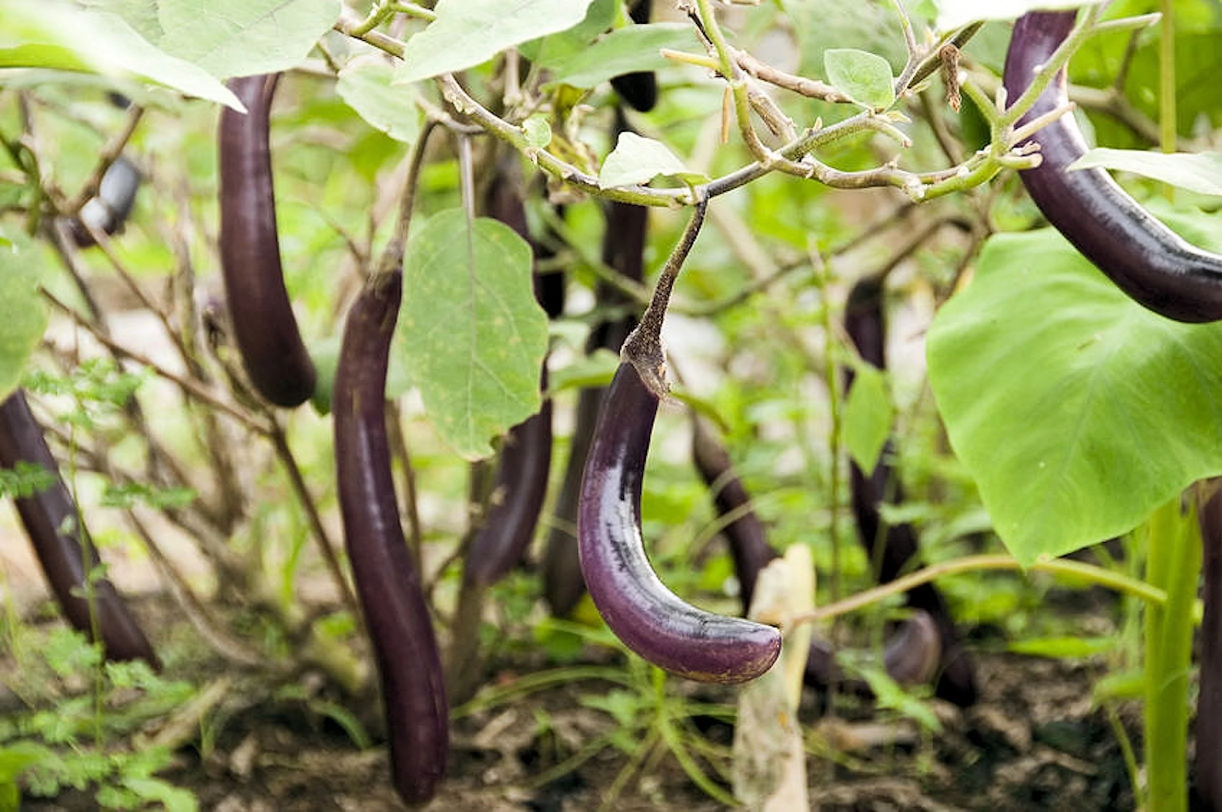 Seeds!  Long Purple Eggplant --20 Garden Seeds-Vegetable Seed Natural -Delicate flavor Tender gourmet fruit vivid purple