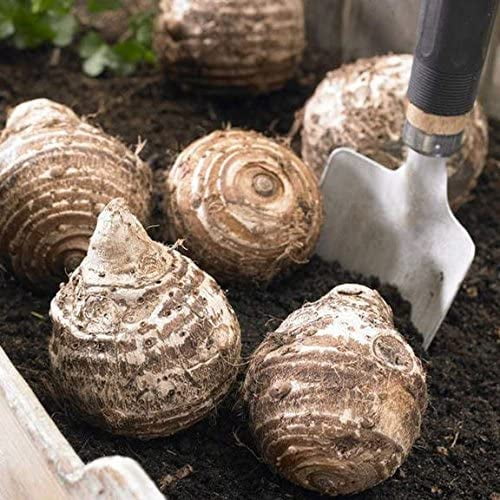 Live Colocasia Esculenta Elephant Ear Taro Gabi Kalo Eddo Bulbs,Elephant Ear Plant Bulbs