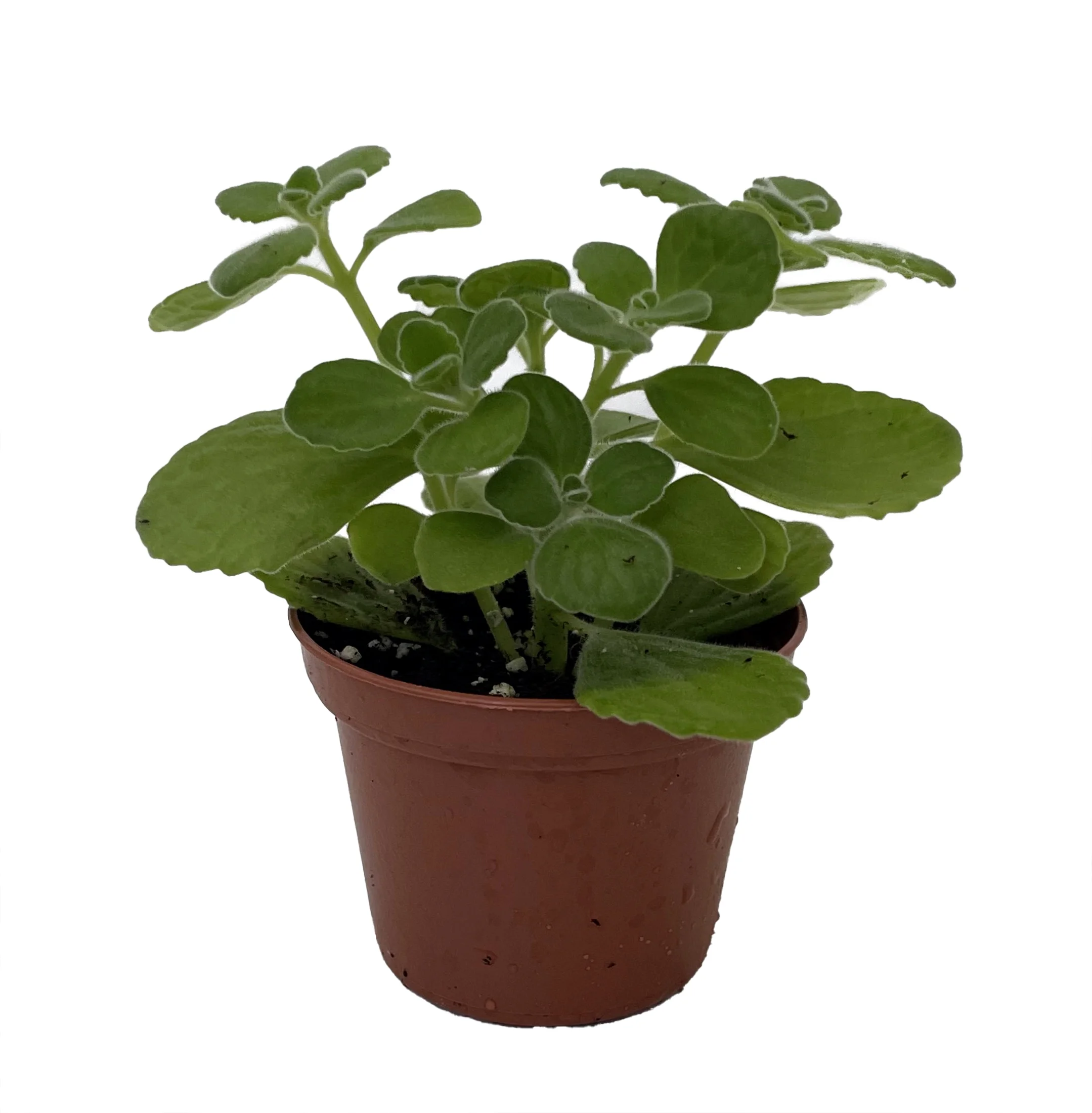 Vicks Swedish Ivy Plant - Plectranthus - 2.5
