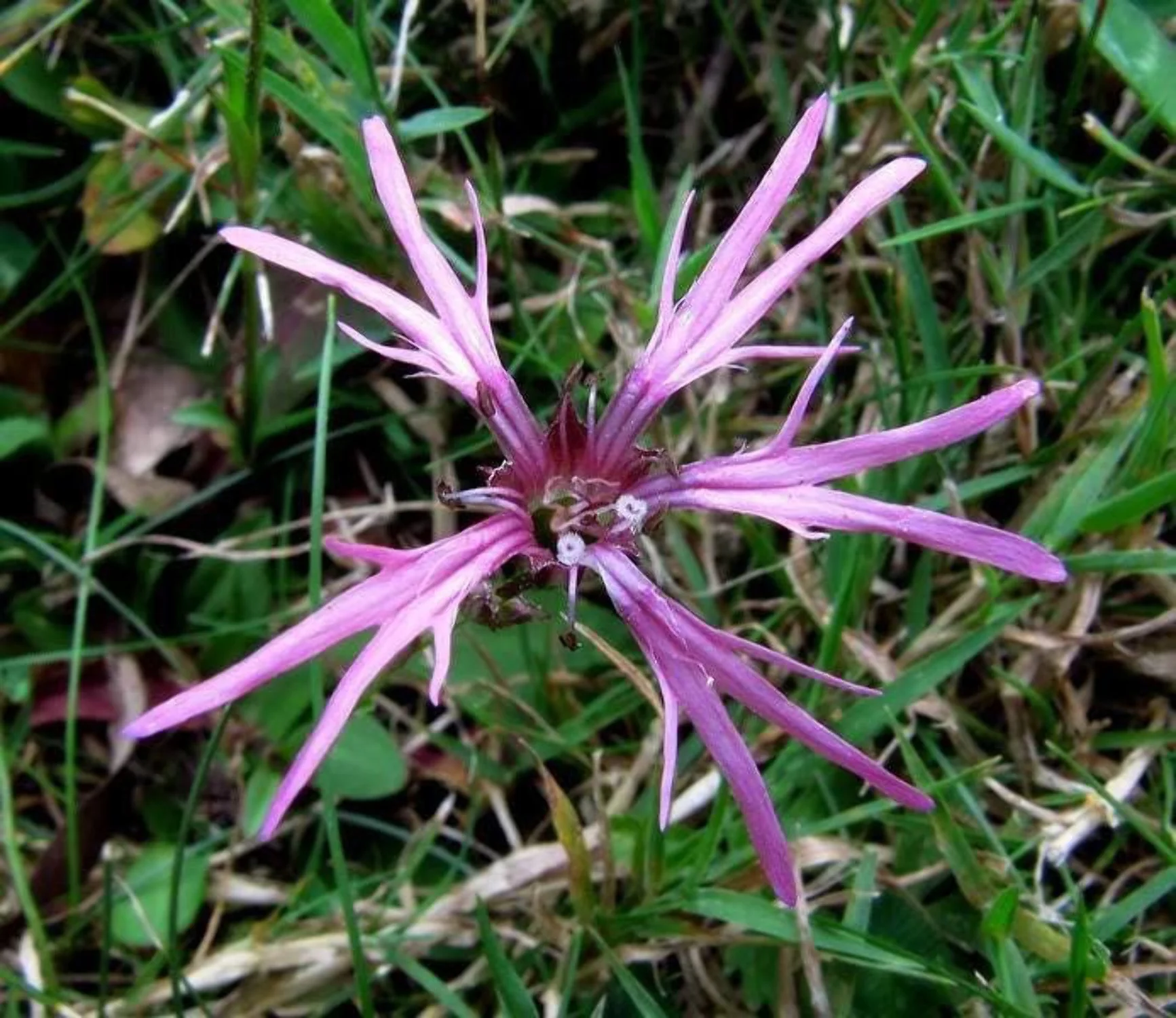 100 RAGGED ROBIN Pink Purplish Lychnis Flos Cuculi Flower Seeds