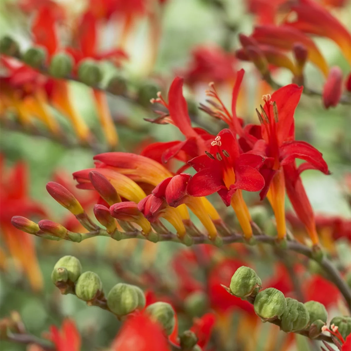 Van Zyverden Crocosmia Lucifer Dormant Bare Plant Root Partial Sun; 3-6hrs, Red