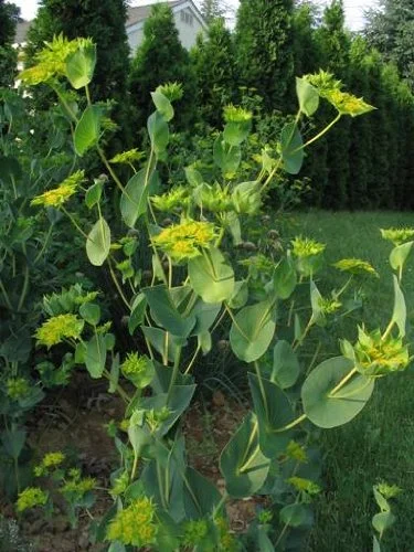 Bupleurum Griffithii (Griffitti) Nice Garden Flower 50 Seeds
