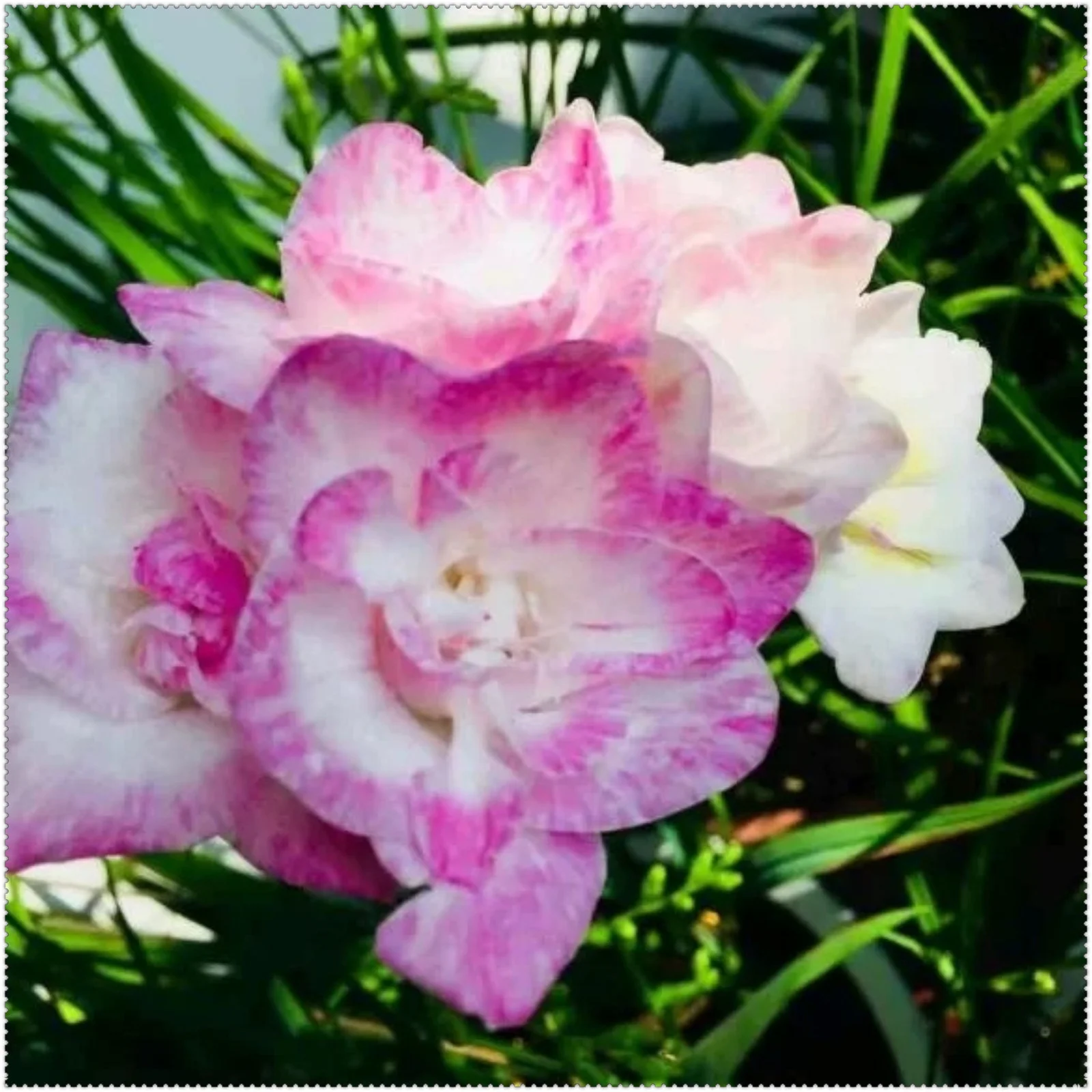 Freesia Bulbs Bulk Flower Plant Planted Perennial Can Grow Well in Flower Pots