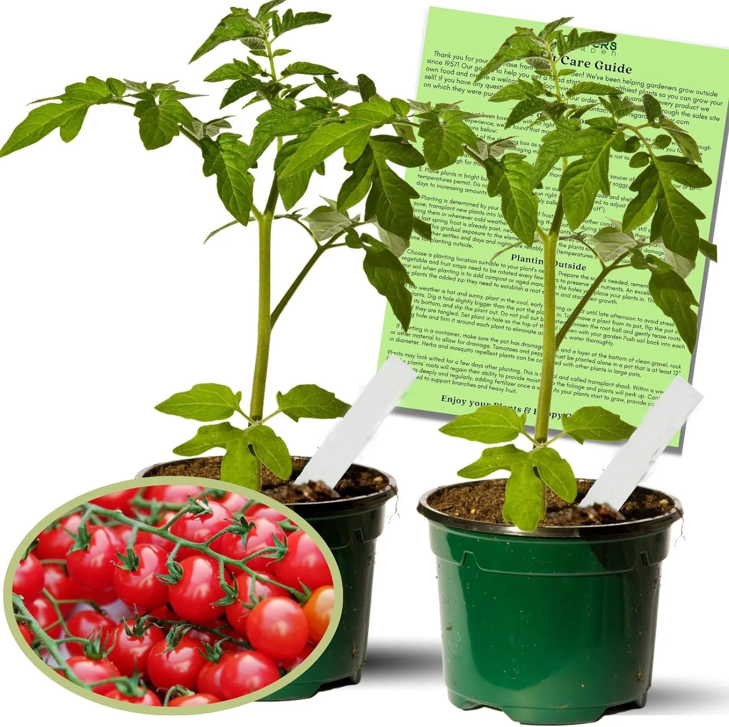 Sweet 100 Tomato Plants – Two (2) Live Plants – Non-GMO- Not Seeds - Each 4