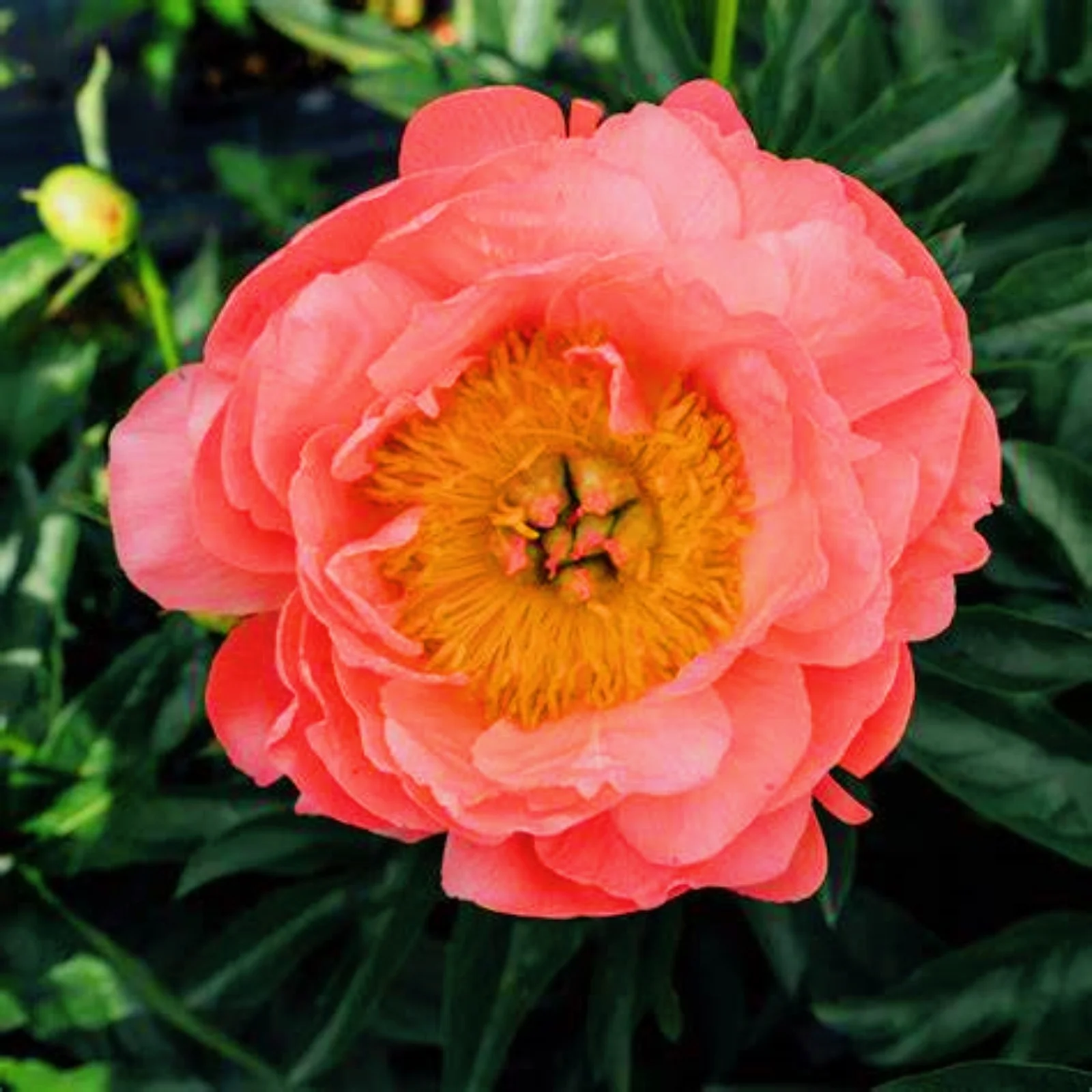 Peony Plants Peony Bulbs Peony Bulbs For Sale Peony Bulbs For Planting Garden Ready To Plant Peony Plants For Garden Now Hardy Perennial