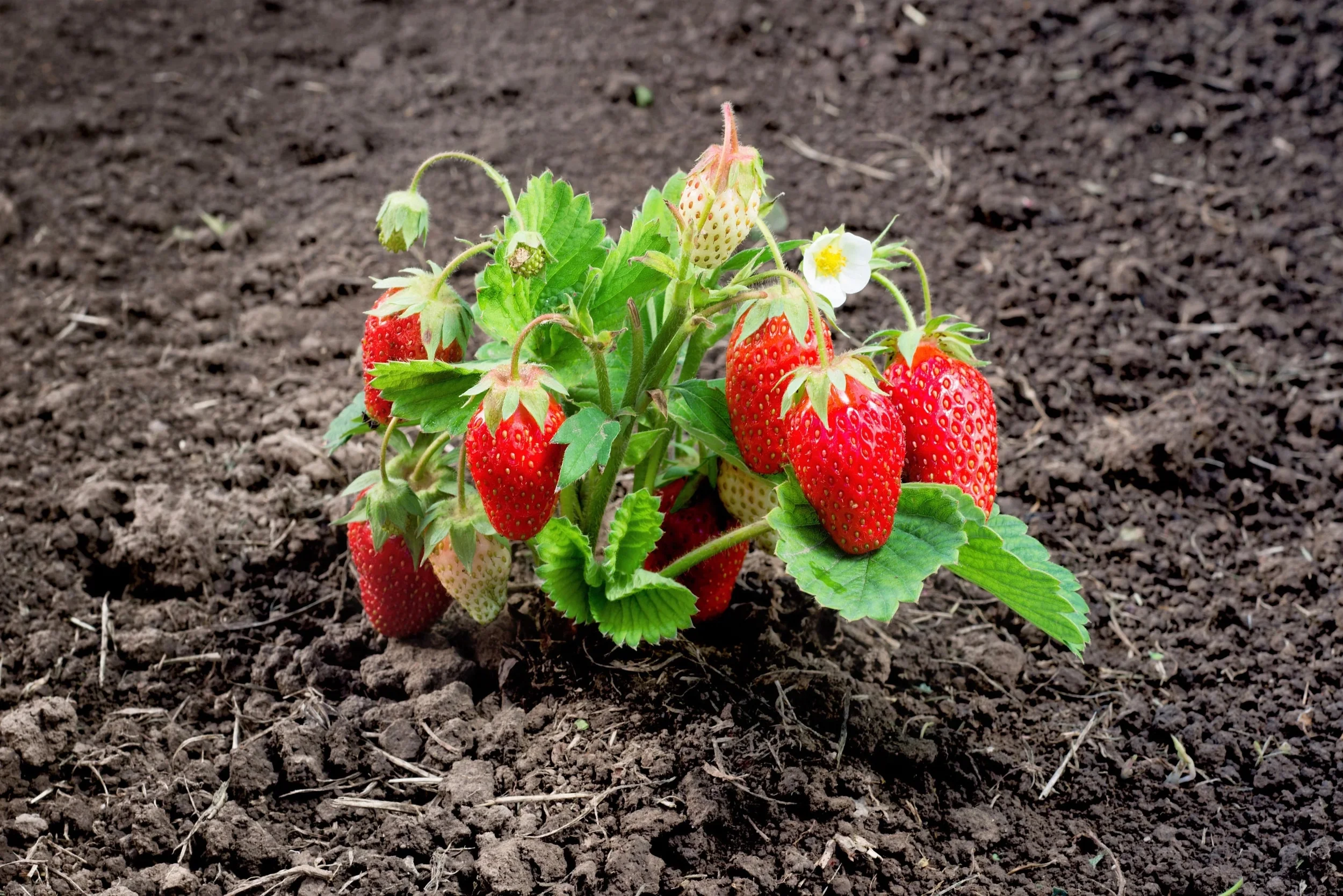 60 Seeds RUEGEN STRAWBERRY Everbearing Alpine Fragaria Vesca Red Berry Fruit White Flower Seeds