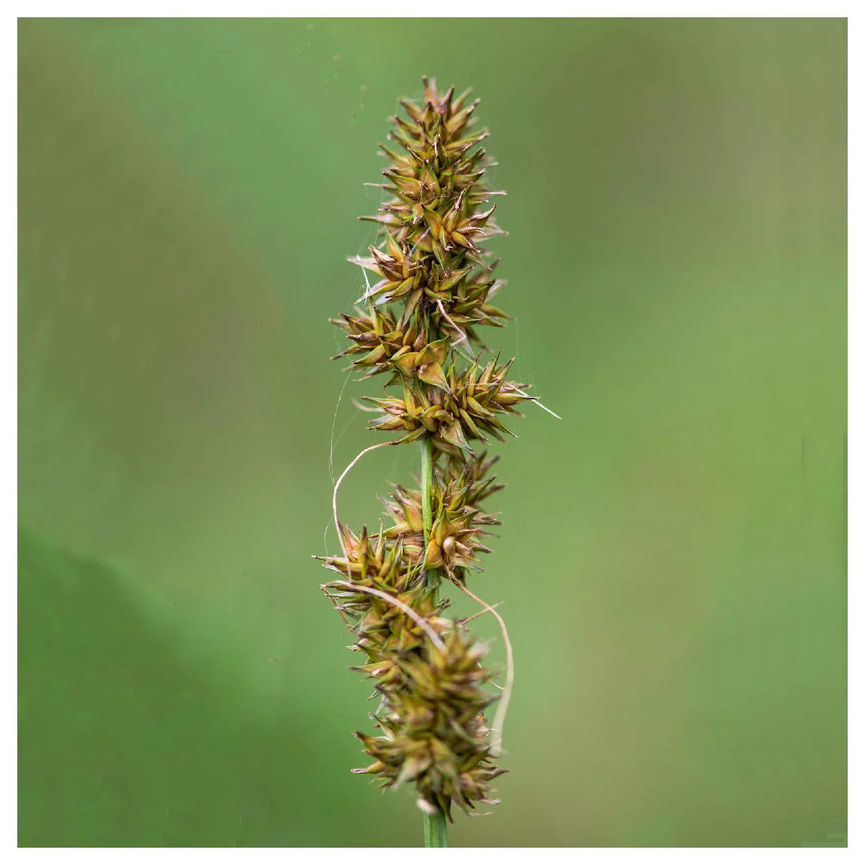 Everwilde Farms - 1000 Fox Sedge Native Grass Seeds - Gold Vault Jumbo Bulk Seed Packet