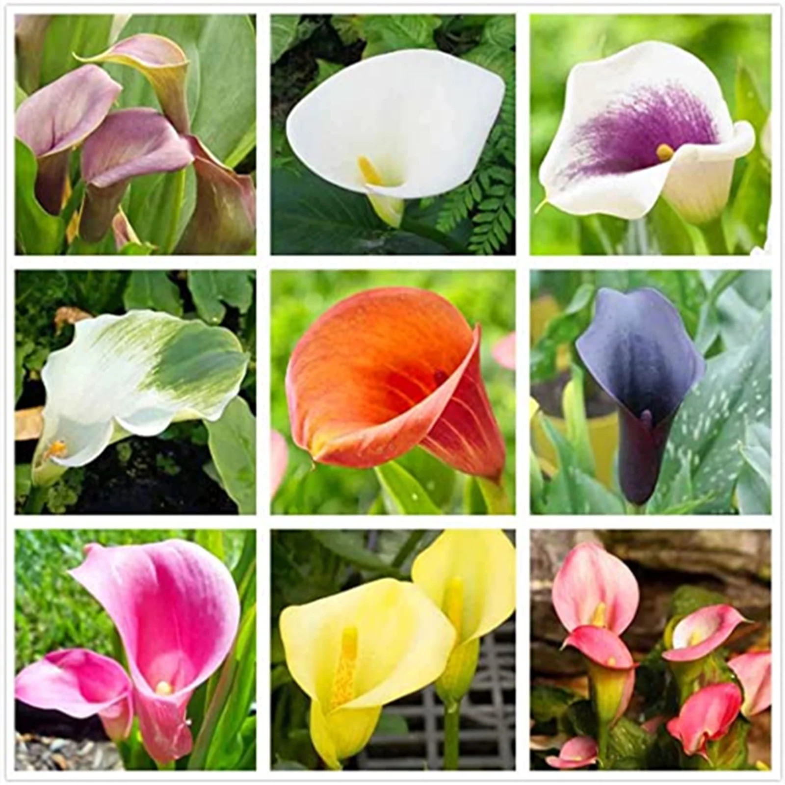 Calla Lily Bulbs, Suitable For Flower Arrangements,Easy To Care For,Calla Lily Bulbs For Planting,The Flowers Are Large And Beautiful,Calla Lily Plants, Thrive In A Variety Of Conditions.