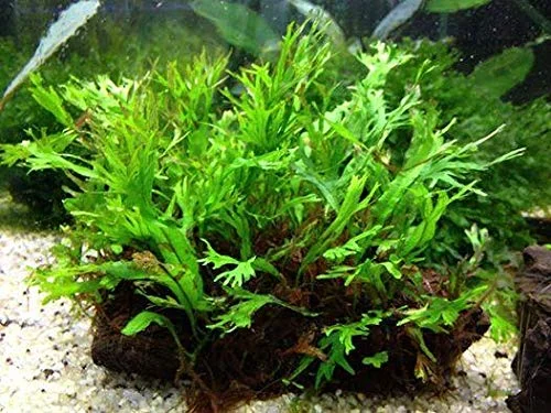 Mini Java Fern Windelov on Driftwood (2-3 Inches)