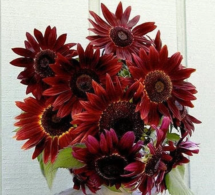 TomorrowSeeds - Red Sun Sunflower Seeds - 100+ Count Packet - Maroon Burgundy Gold Sun Flower Non GMO Chocolate Cherry Velvet Queen Rose Pink Seed For 2024 Season