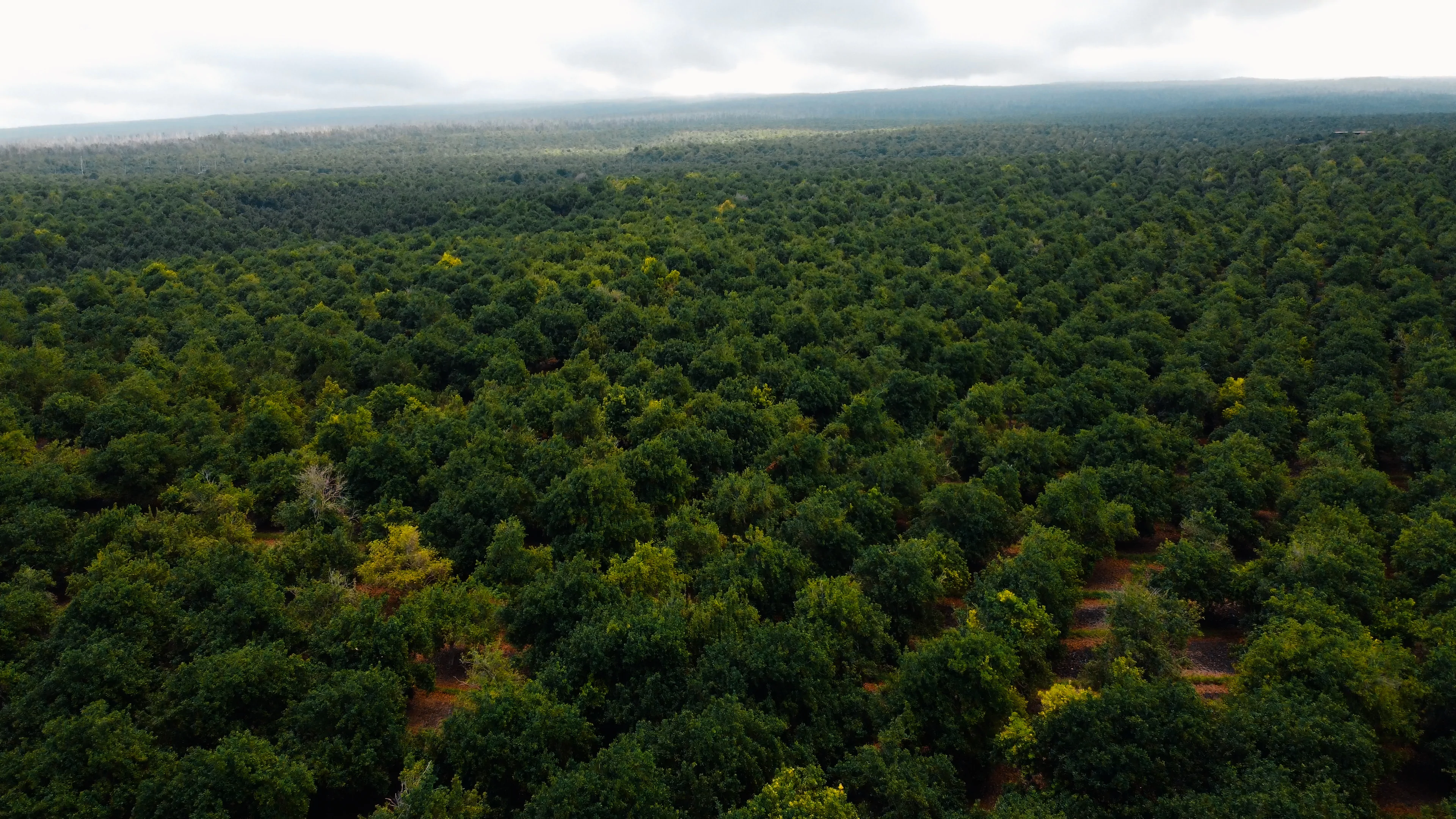 Maui Onion Macadamia Nuts
