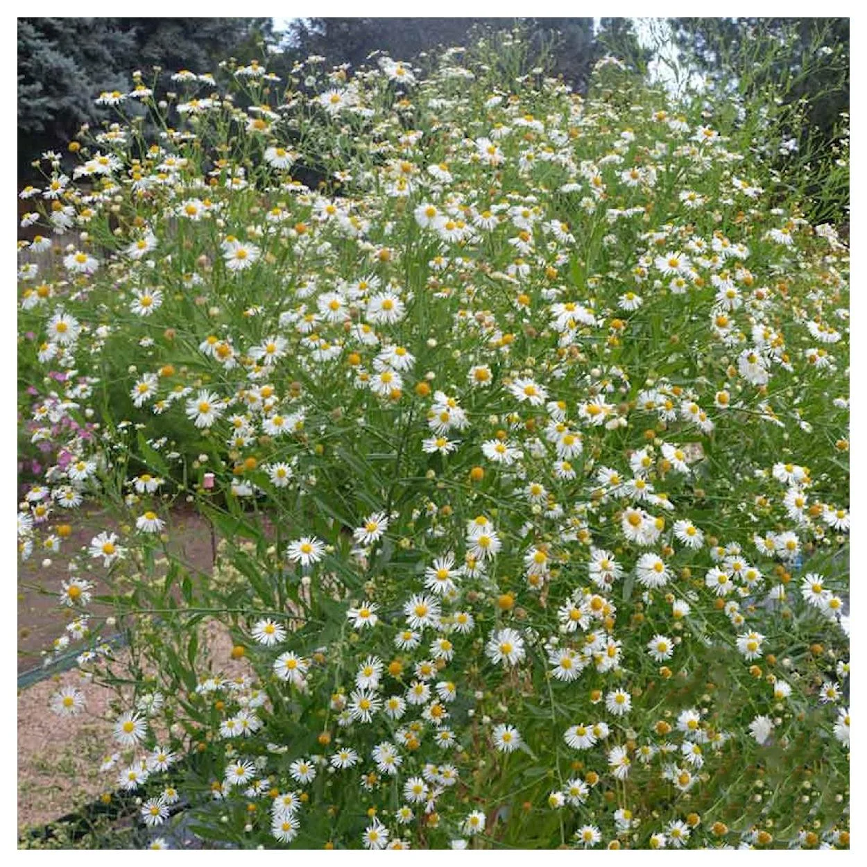 Everwilde Farms - 2000 Decurrent False Aster Native Wildflower Seeds - Gold Vault Jumbo Bulk Seed Packet
