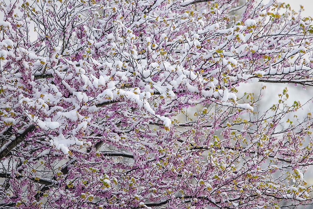 Jones, Adam 18x13 Gold Ornate Wood Framed with Double Matting Museum Art Print Titled - Light snow on Eastern redbud tree in early spring-Louisville-Kentucky