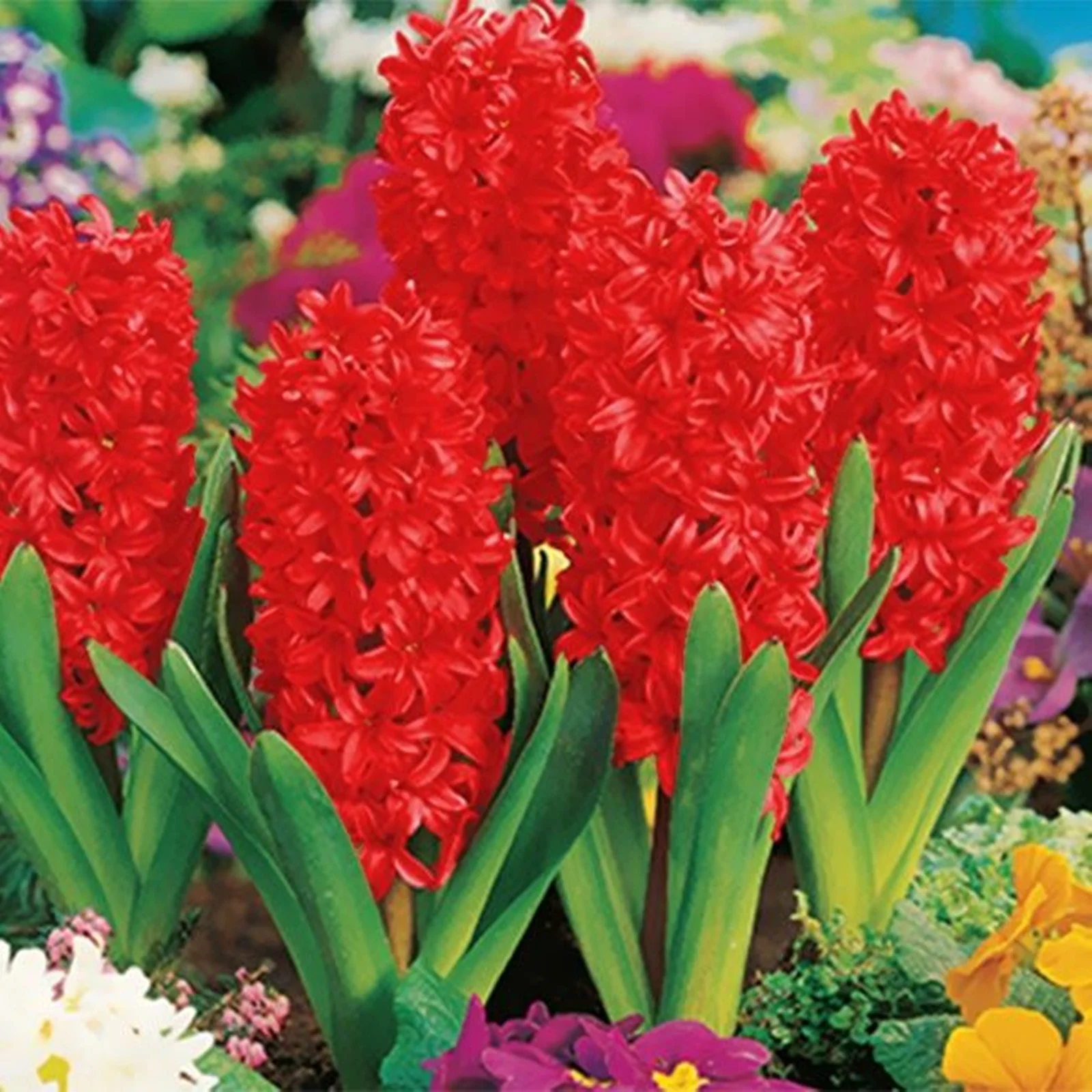 Hyacinth Bulbs, Ornamental Flowers. Hyacinth, Aromatic Flowers, Hardy Perennial, Fragrant, Simple And Elegant, Room Decoration,Hyacinth Plant,Perennial Garden Flowers,Hyacinth Bulbs For Planting,