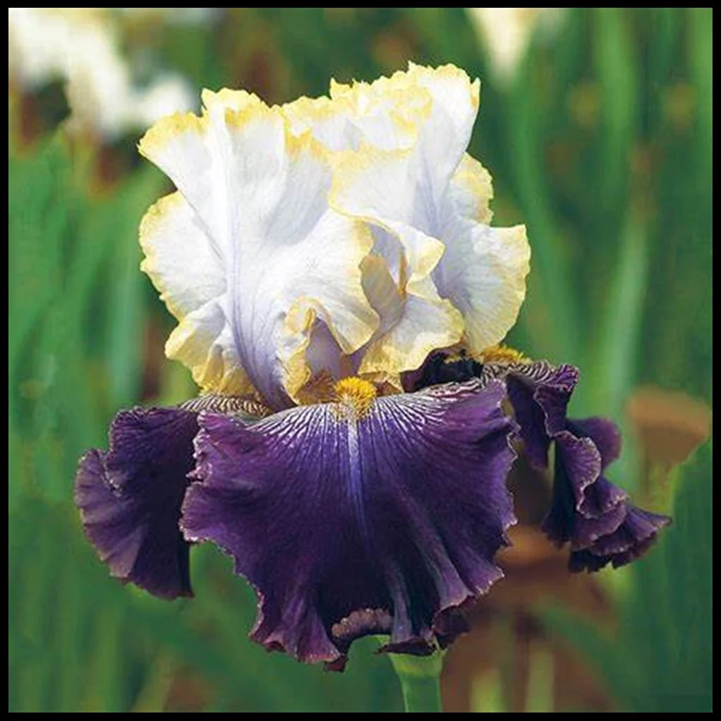 Easy to Plant Perennial / All Night Long Bearded Iris Plant Bulbs | Fragrant Deep Flowers