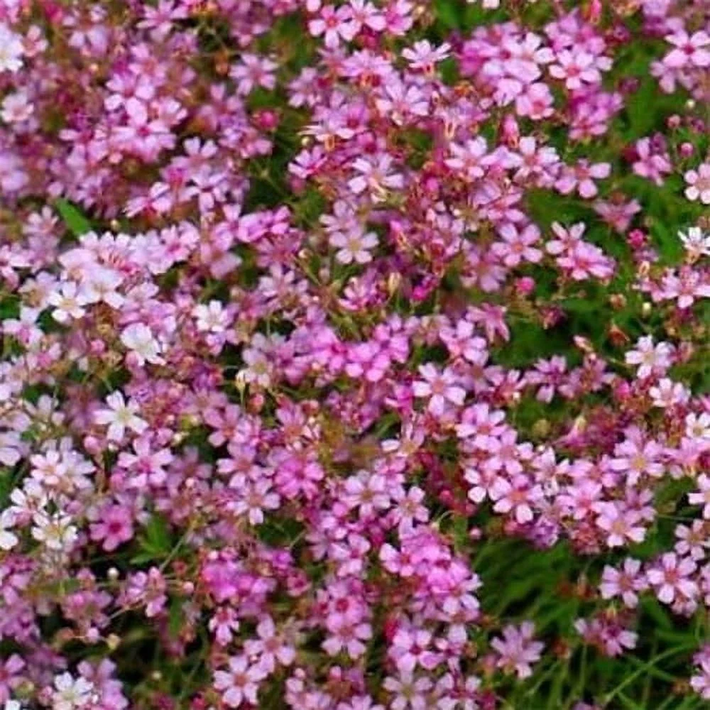 Gypsophila Seed - Baby's Breath Crimson Flower Seeds - 10000 Seeds