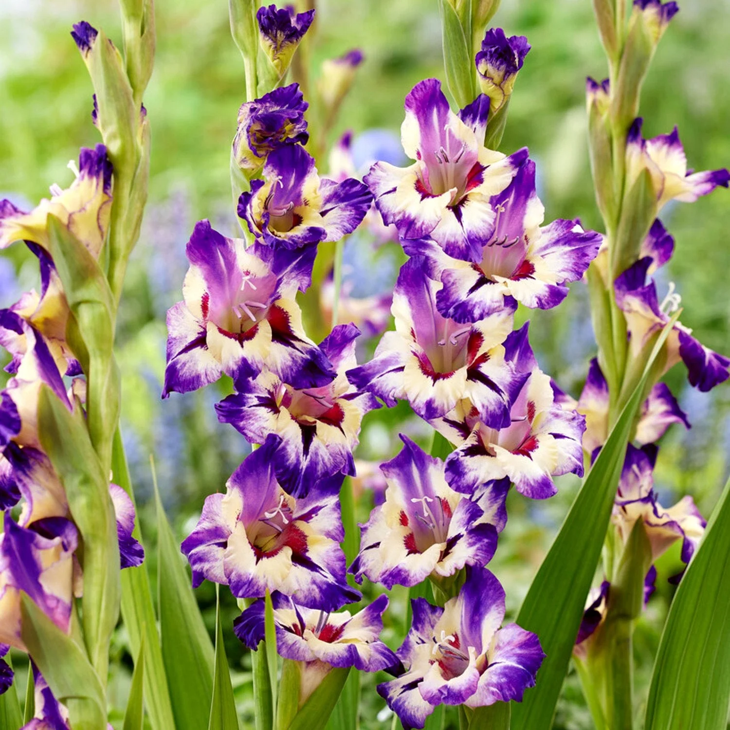 Gladiolus 'Circus Color' - 10 Plant Bulbs, Multi-color Flowers in Summer Blooming Gardens