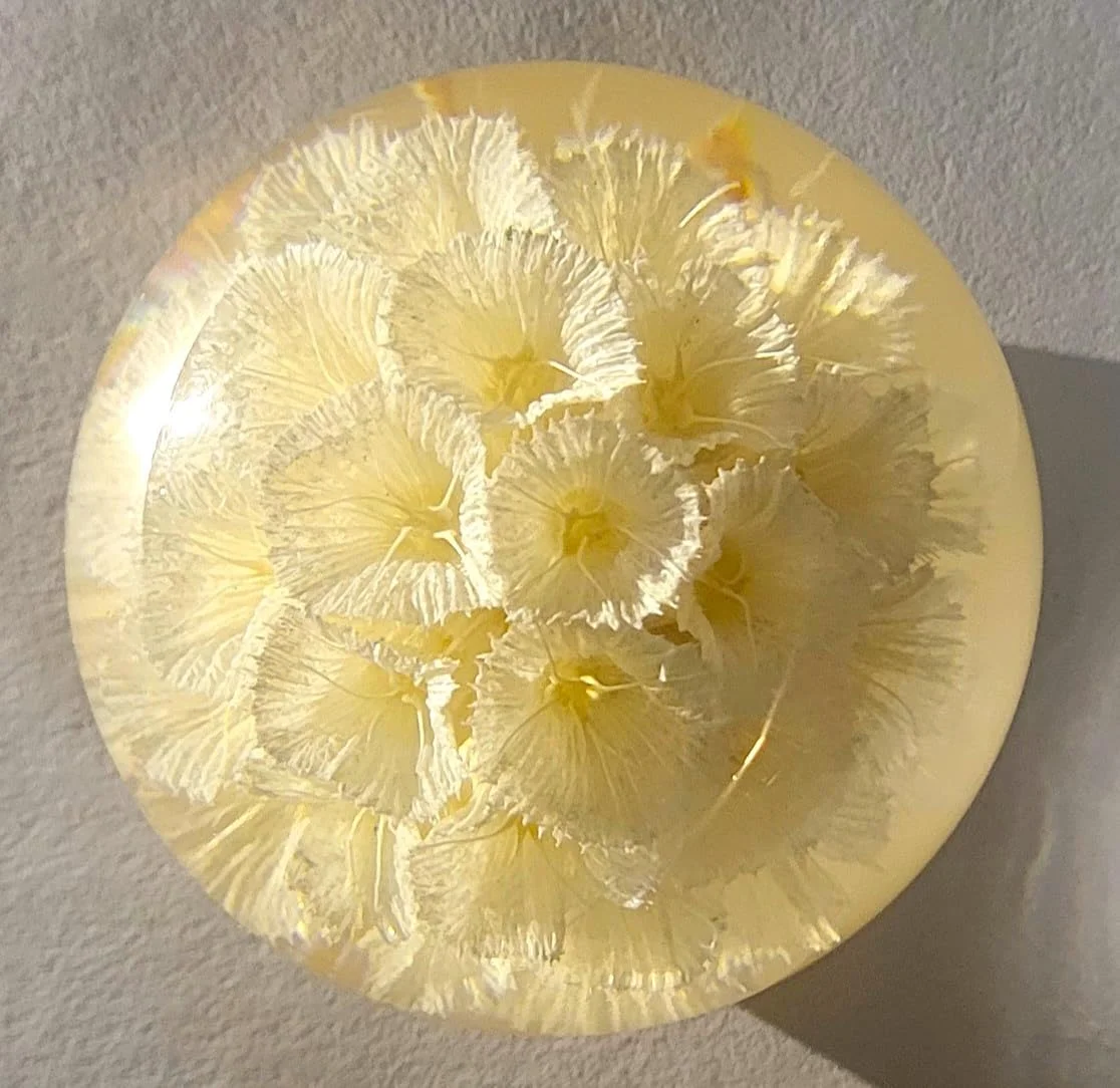 60mm Real White Windmill Fruit Starflower Flower Pincushion Seeds in Clear Lucite Resin Paperweight Ball Scabiosa Stellata Anniversary Wedding Valentine Mother's Day Gift Herbarium Display Collection