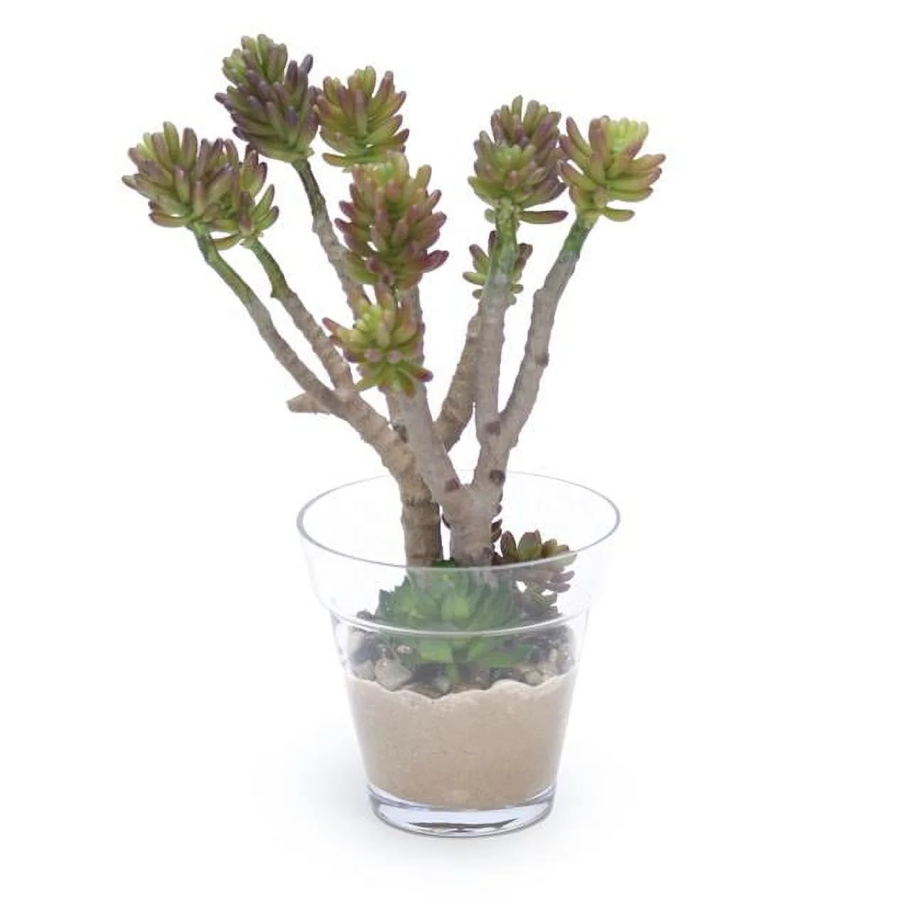 Disttive Designs 17212 Unisex Succulent Tree in Glass Flower Pot - Green