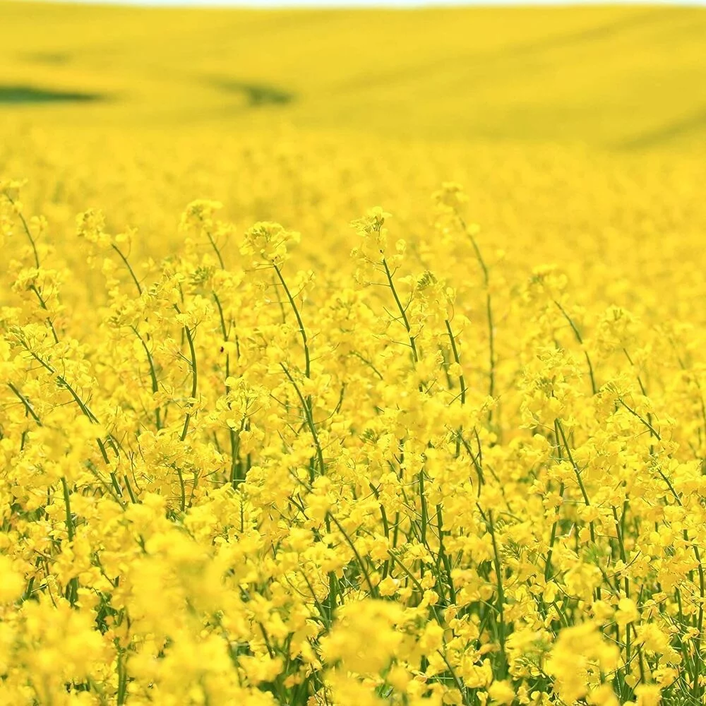 Brassica Dwarf Essex Forage Rape Seed for Food Plots & Cover Crops