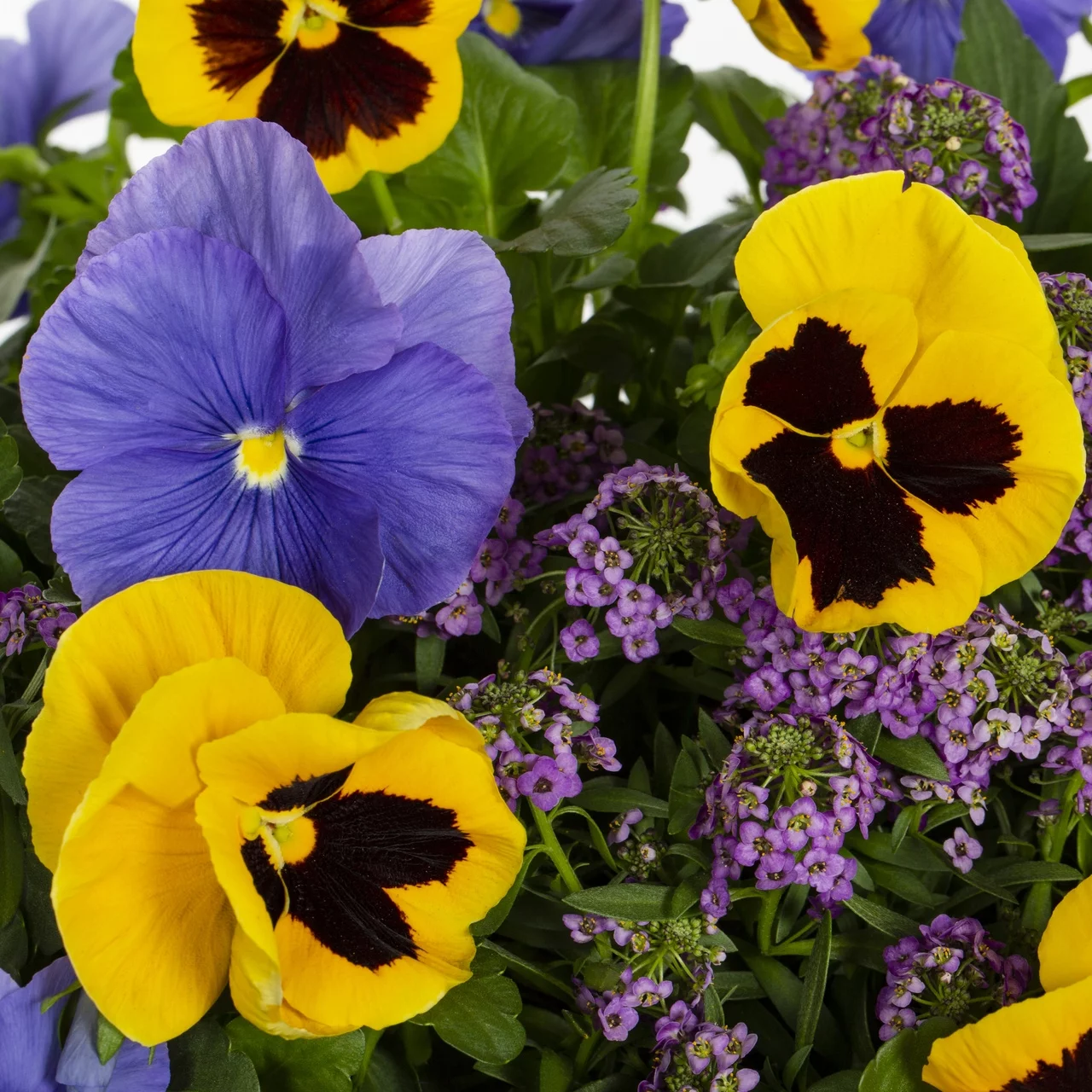 Containers Made Easy 1.5Gal Multicolor Pansy Alyssum Combination Live Plant Grower Pot Sun