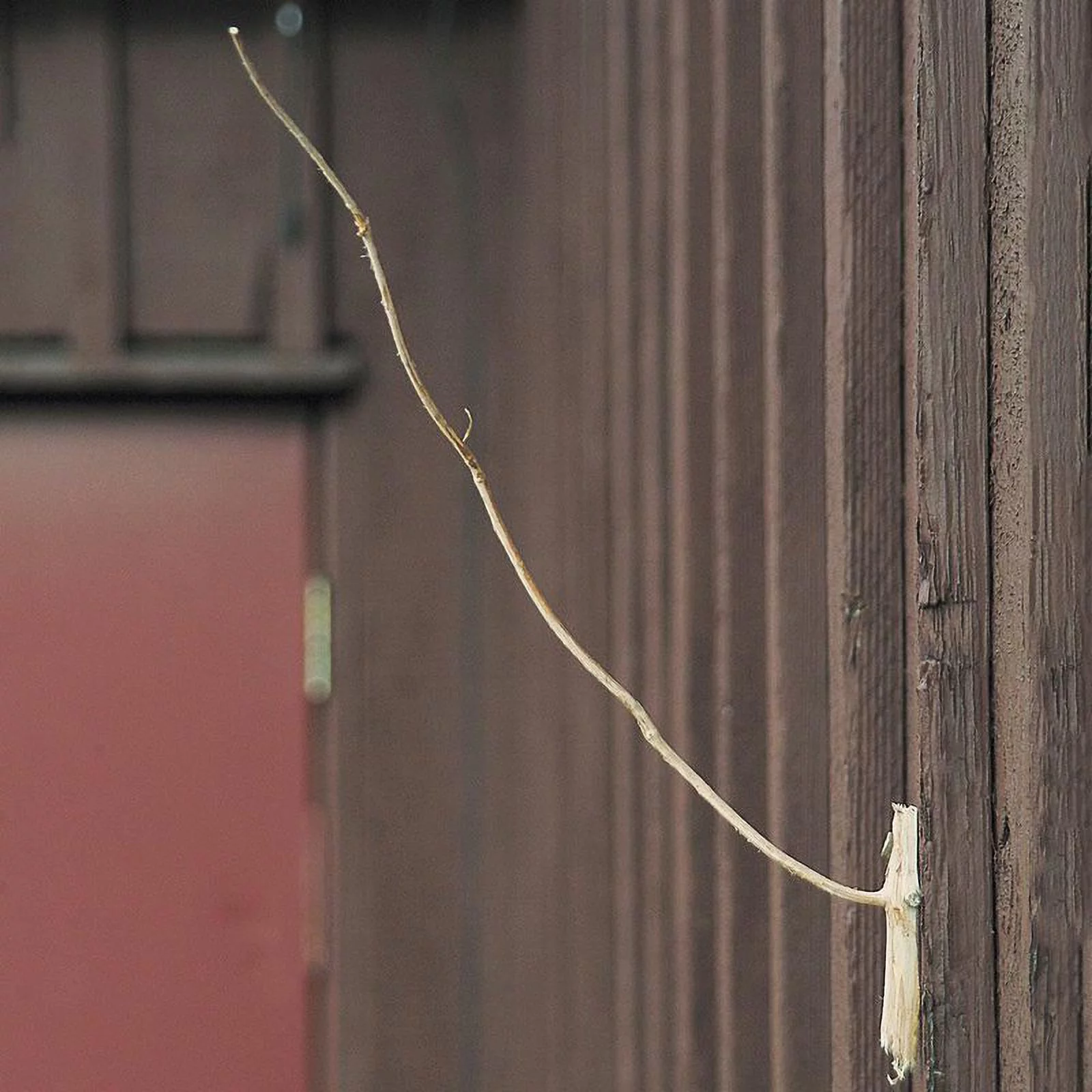 Weatherstick Forecast Predicter Balsam Fir Curves Up in Good Weather Down in Bad