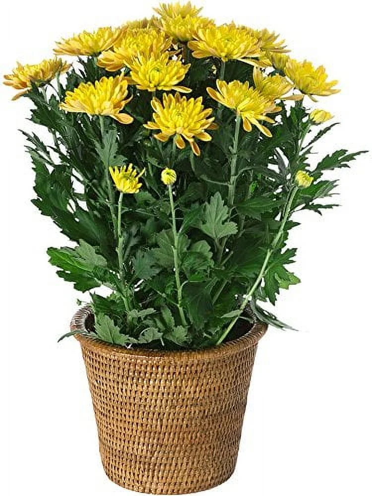 KOUBOO 1080023 La Jolla Handwoven Rattan Planter, Large, Honey