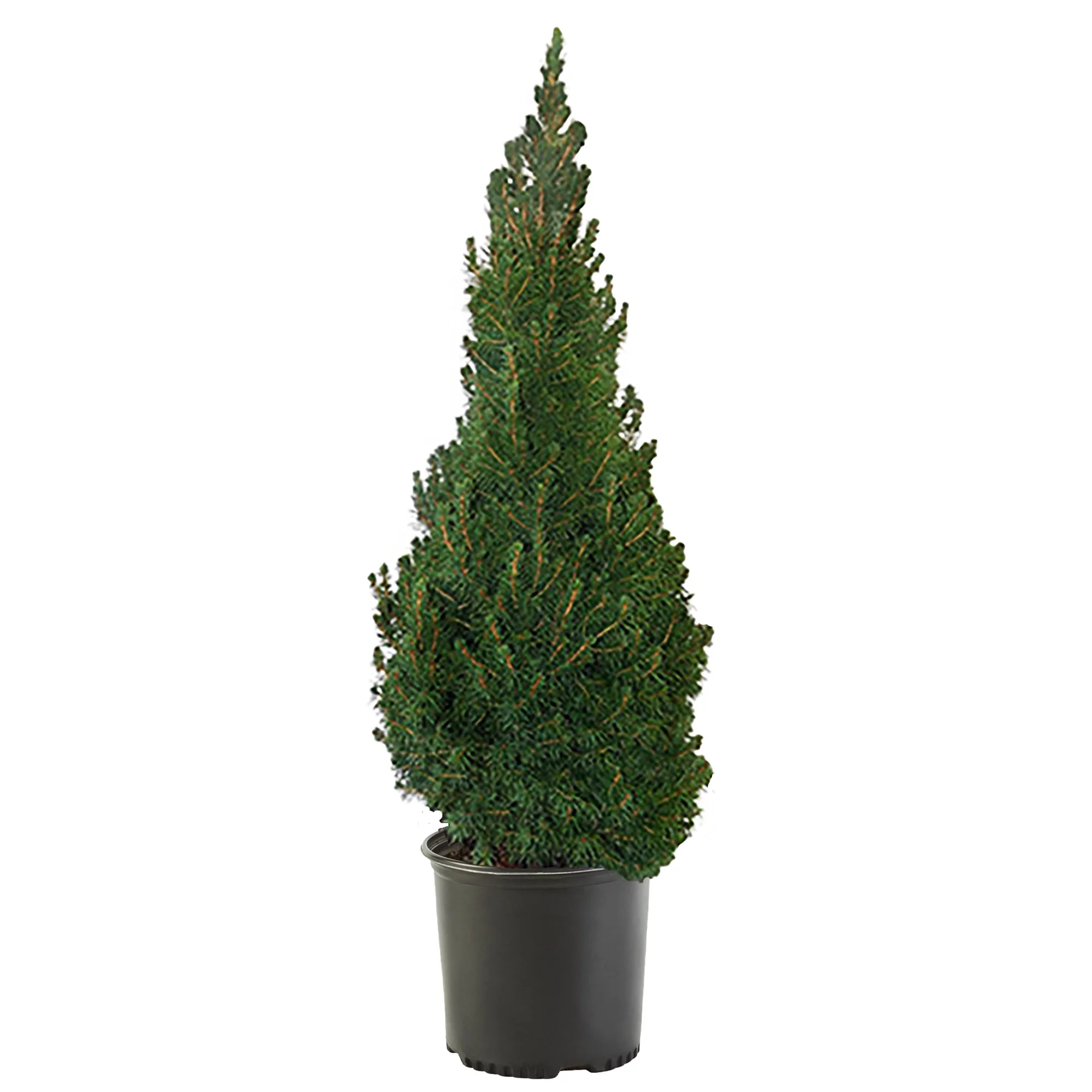 Baucom's Alberta Spruce Live Shrub