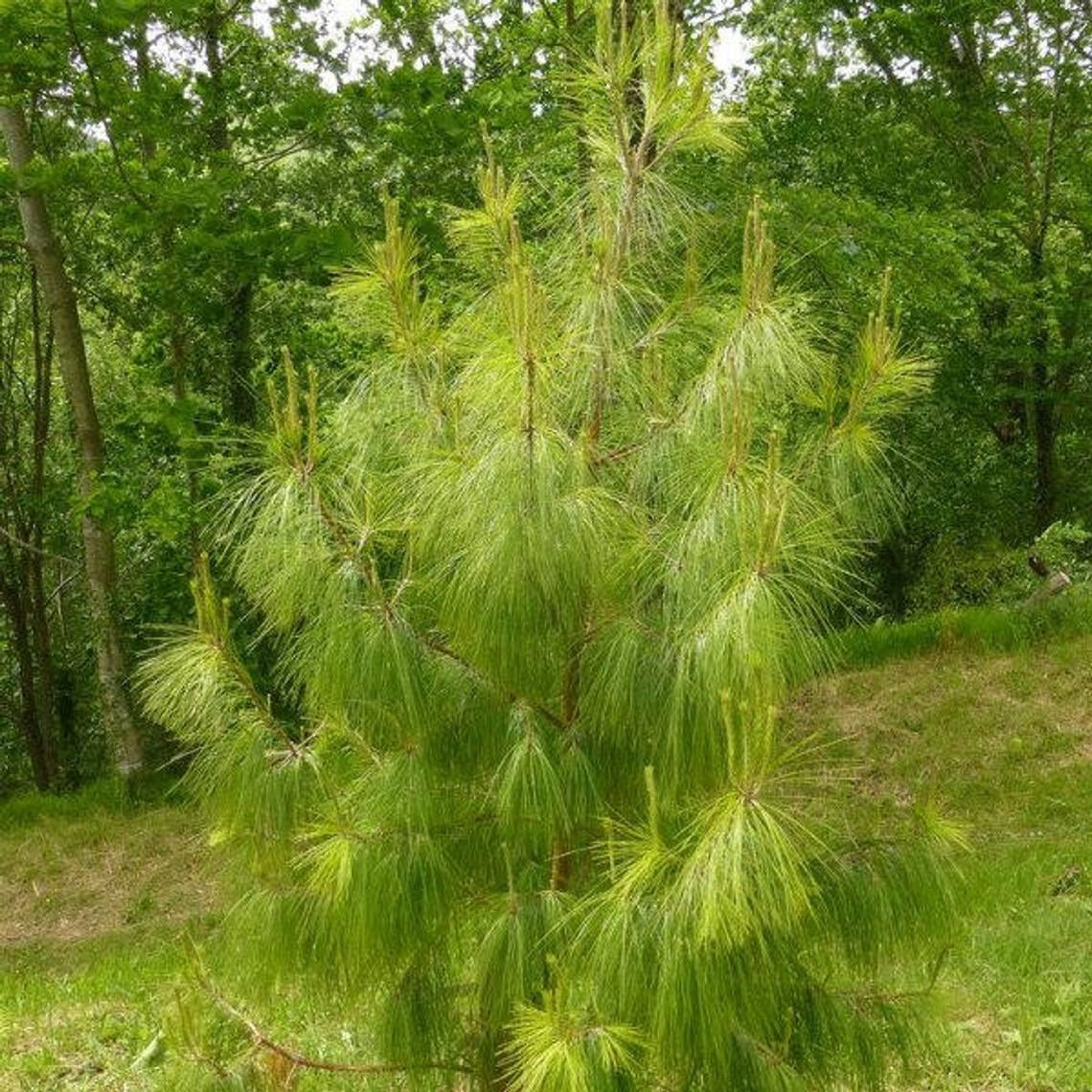 Earthcare Seeds - Mexican Weeping Pine Tree 60 Seeds (Pinus Patula) Heirloom - Open Pollinated