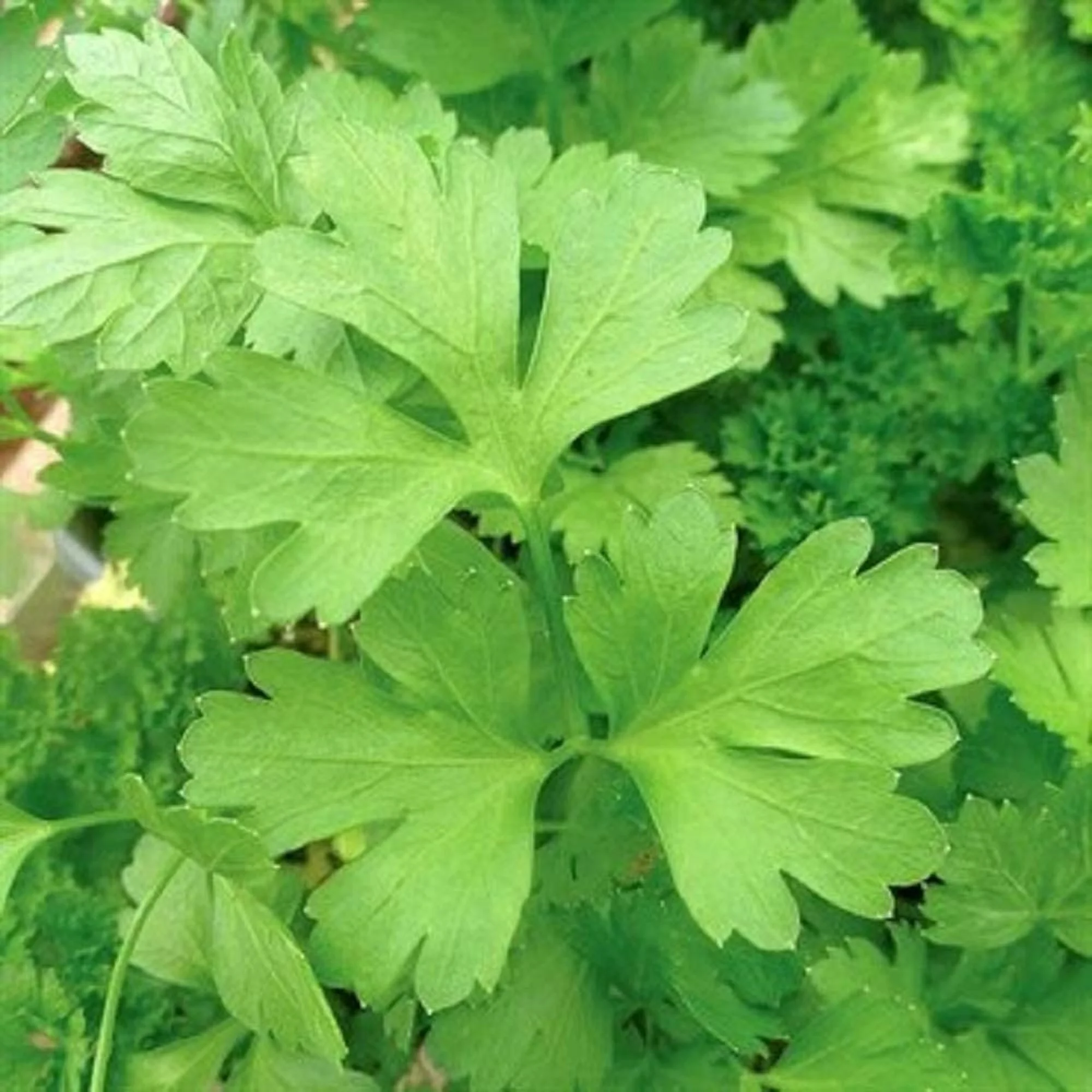 Plain or Single Parsley Seeds - 100 Count Seed Pack - Non-GMO - A Small Version of Italian Giant with a Flavor That is Richer Than Curled Varieties. - Country Creek LLC