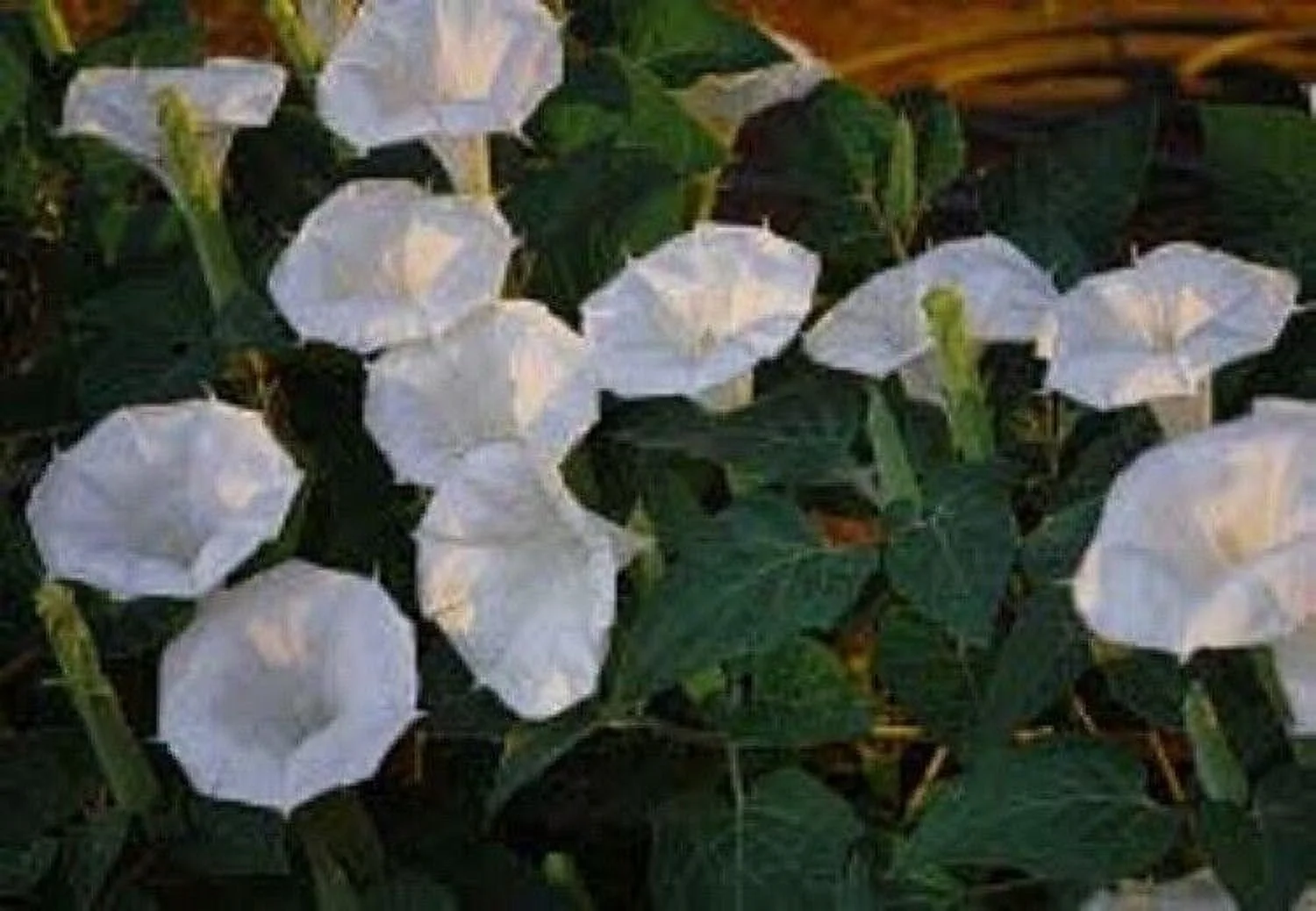 Moonflower Seeds | 20 Pack | Blooms at Night, Reflects Moonlight