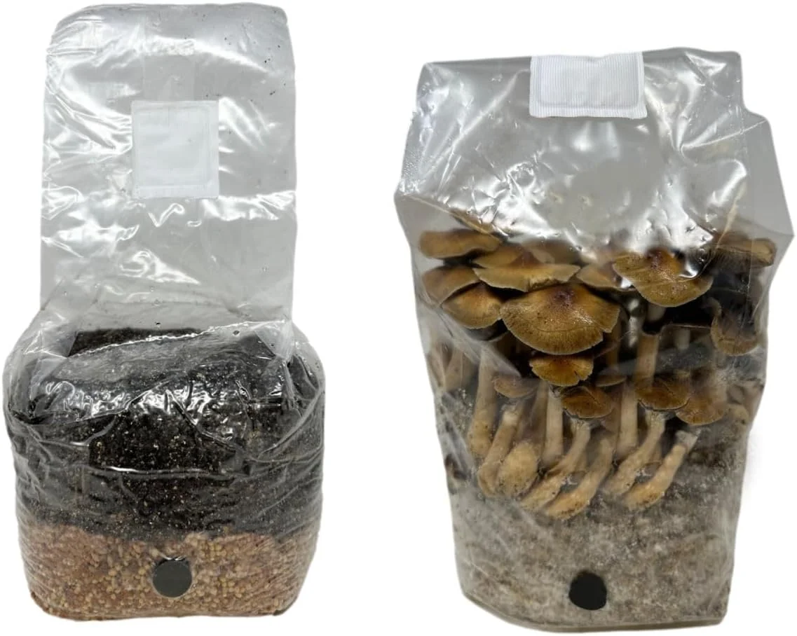 All in One Mushroom Grow Kit in a Bag with Sterilized Grains and Substrate (4 LBS)