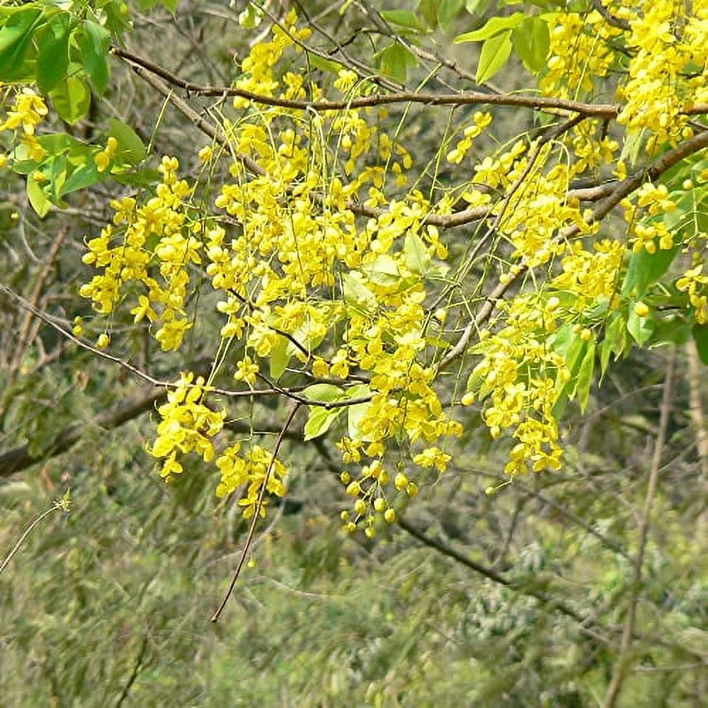 Cassia Fistula Seeds Golden Shower Tree Flowering Tree Striking and Abundant Yellow Flowers Pendulous Racemes of Showy, Fragrant Flowers Popular Choice for Parks, Gardens 30Pcs by YEGAOL Garden